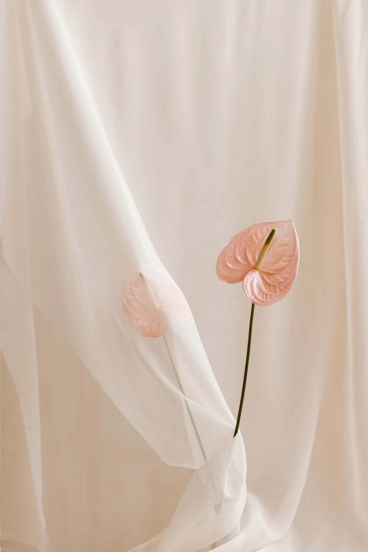 Close-up of two pink Anthurium flowers with large, glossy leaves, set against a soft white fabric background.