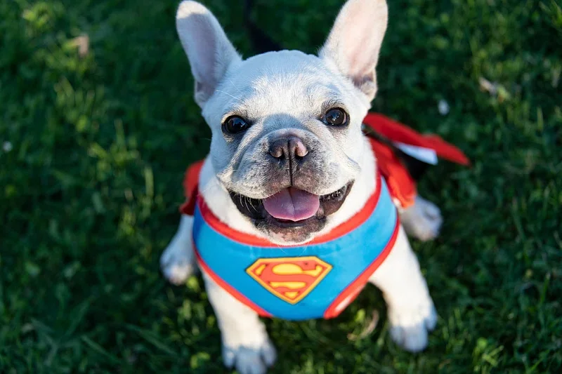 A smiling French Bulldog wearing a Superman costume sitting on green grass.