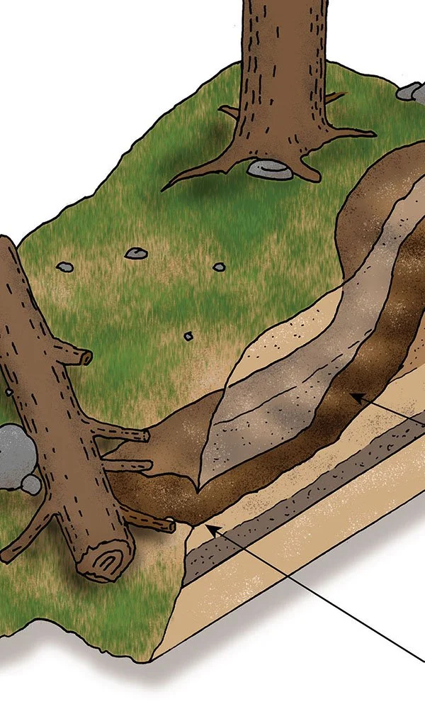 american wolf proposed cubs den cutaway