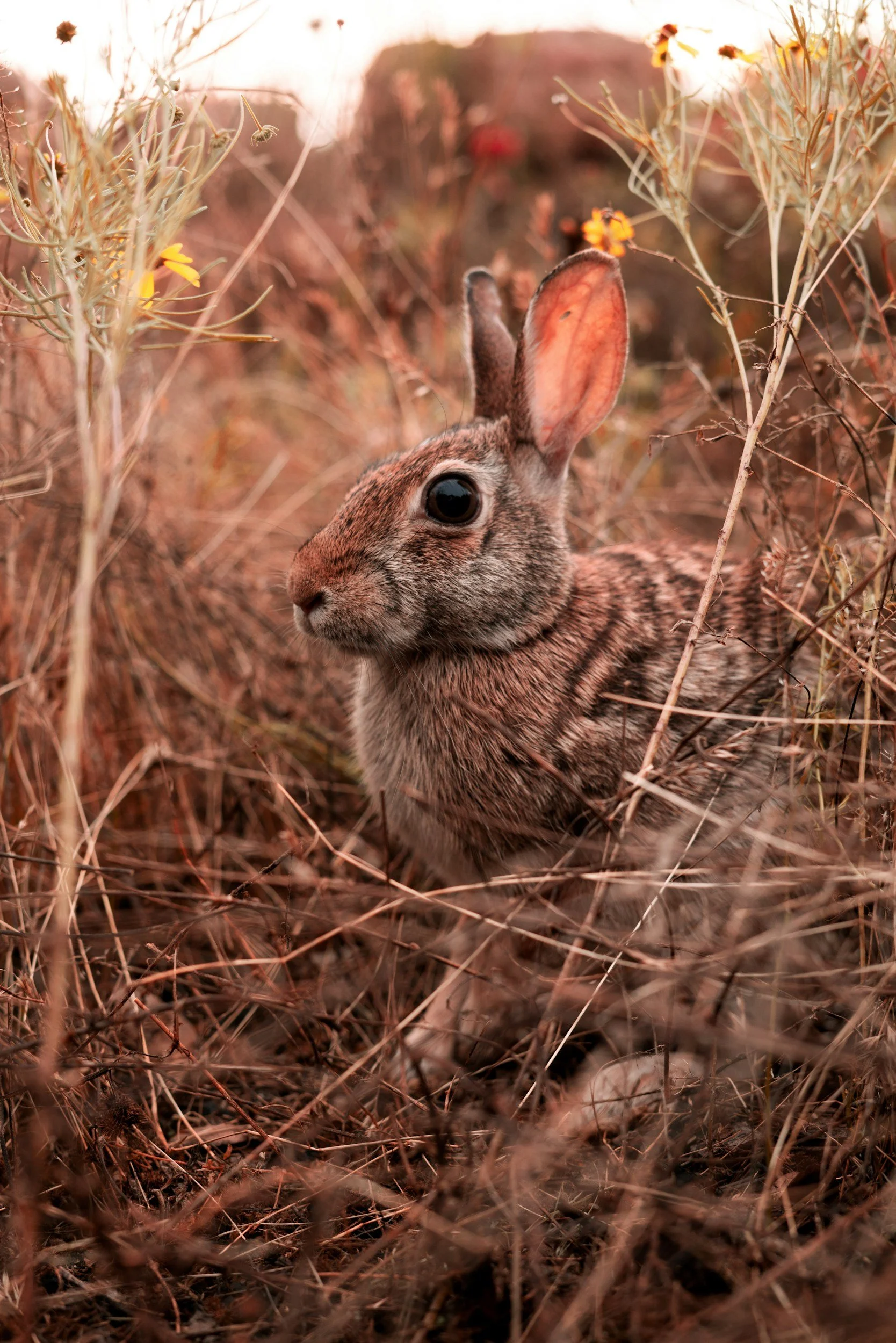 A rabbit with mottled brown fur among dry grass and plants in a natural setting, with sunlight highlighting its large ears and dark eyes.