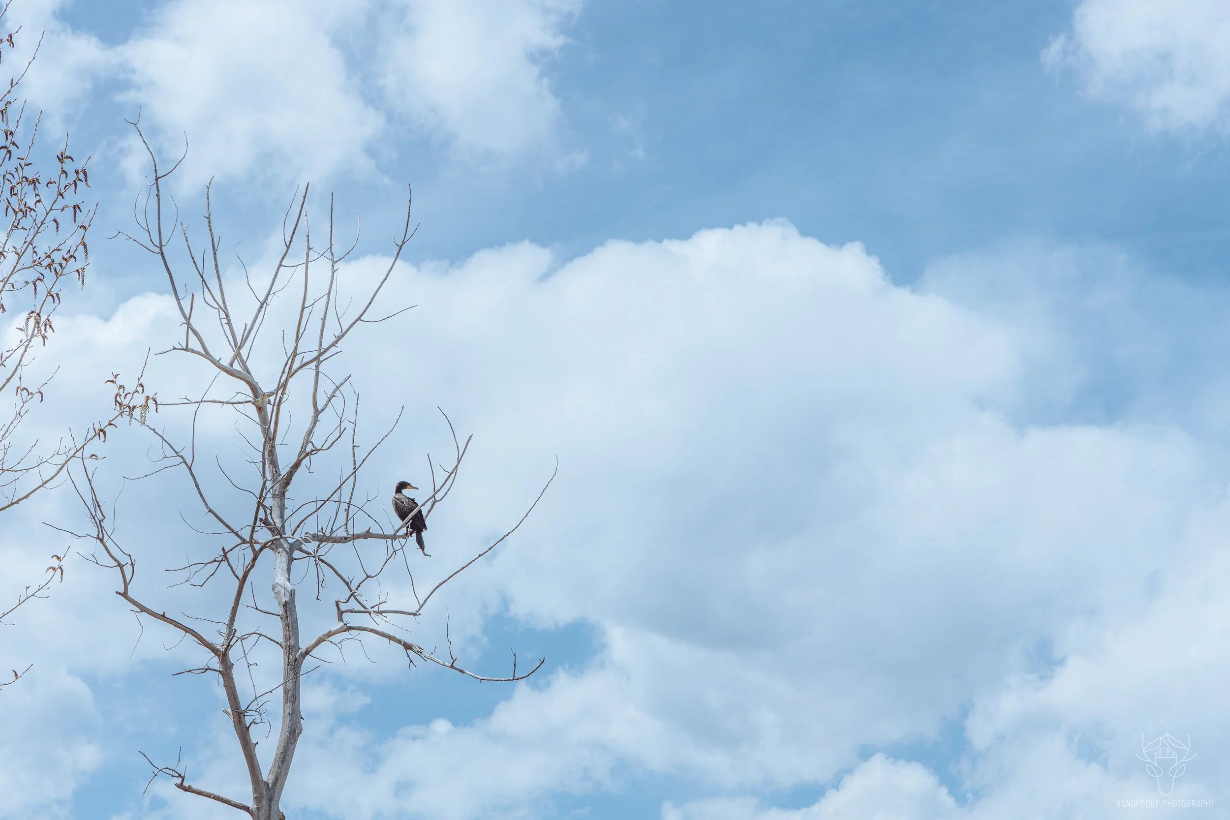 wildlife-28.jpg