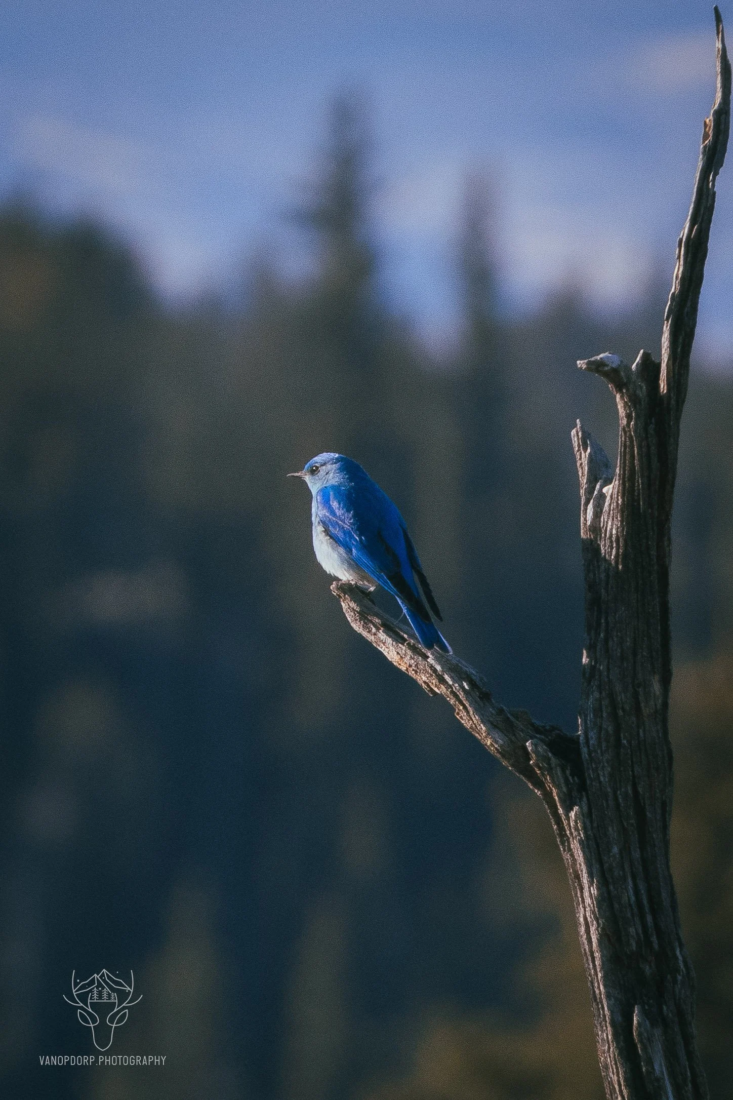wildlife-07.jpg