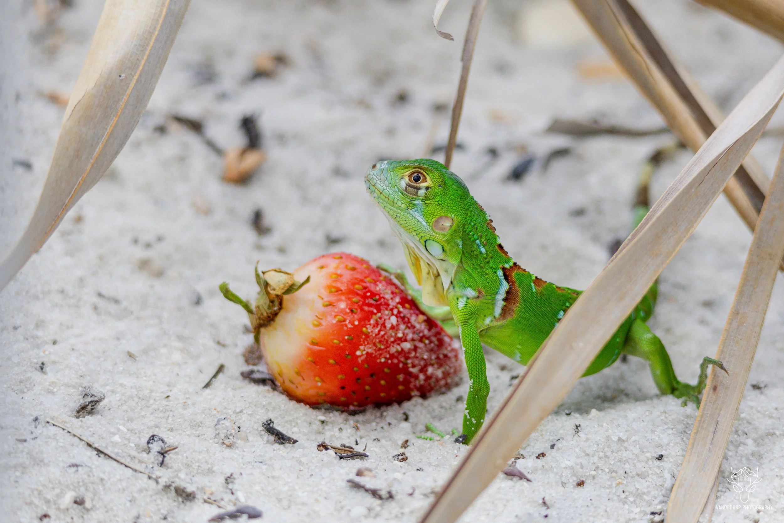 florida-4.jpg