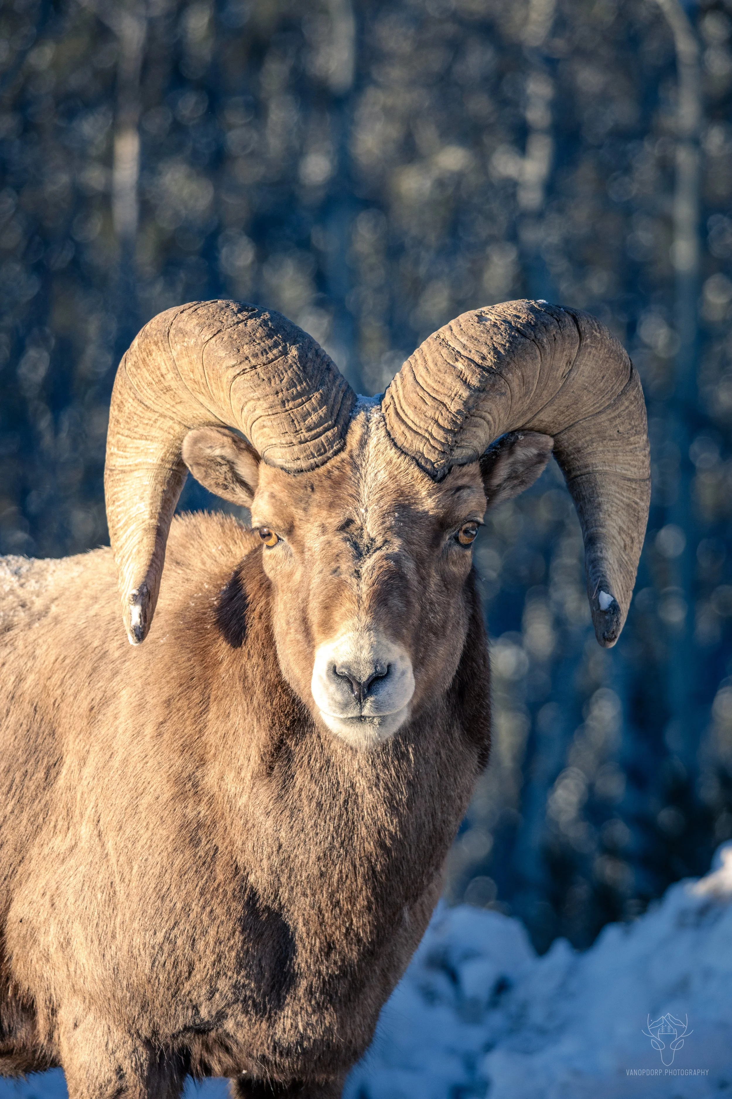 wildlife-26.jpg