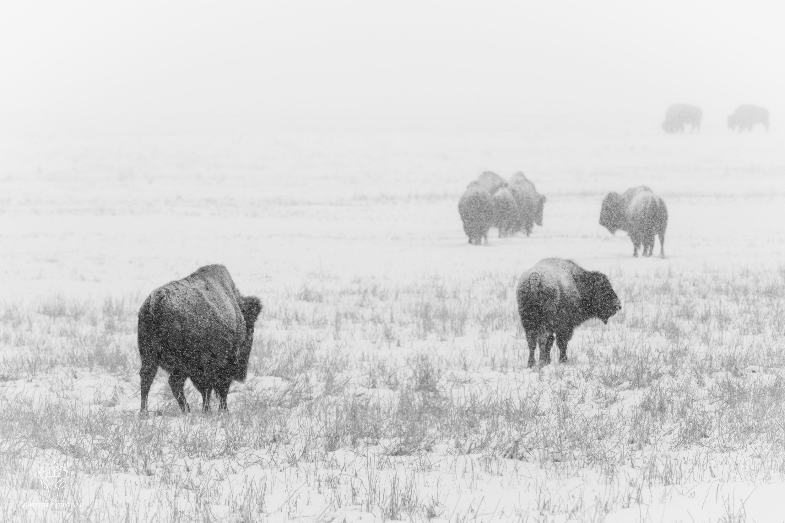 wildlife-20.jpg