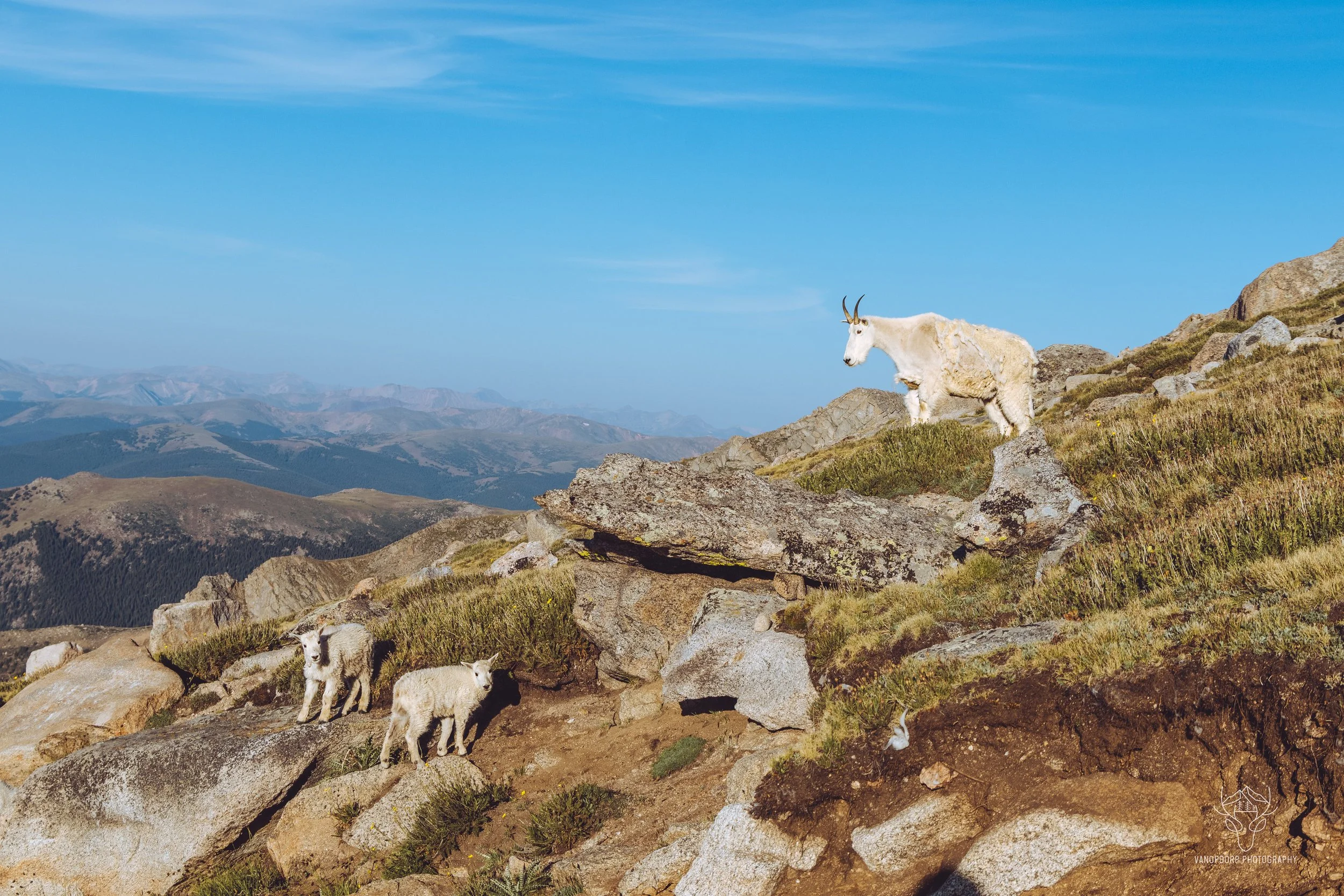 wildlife-48.jpg