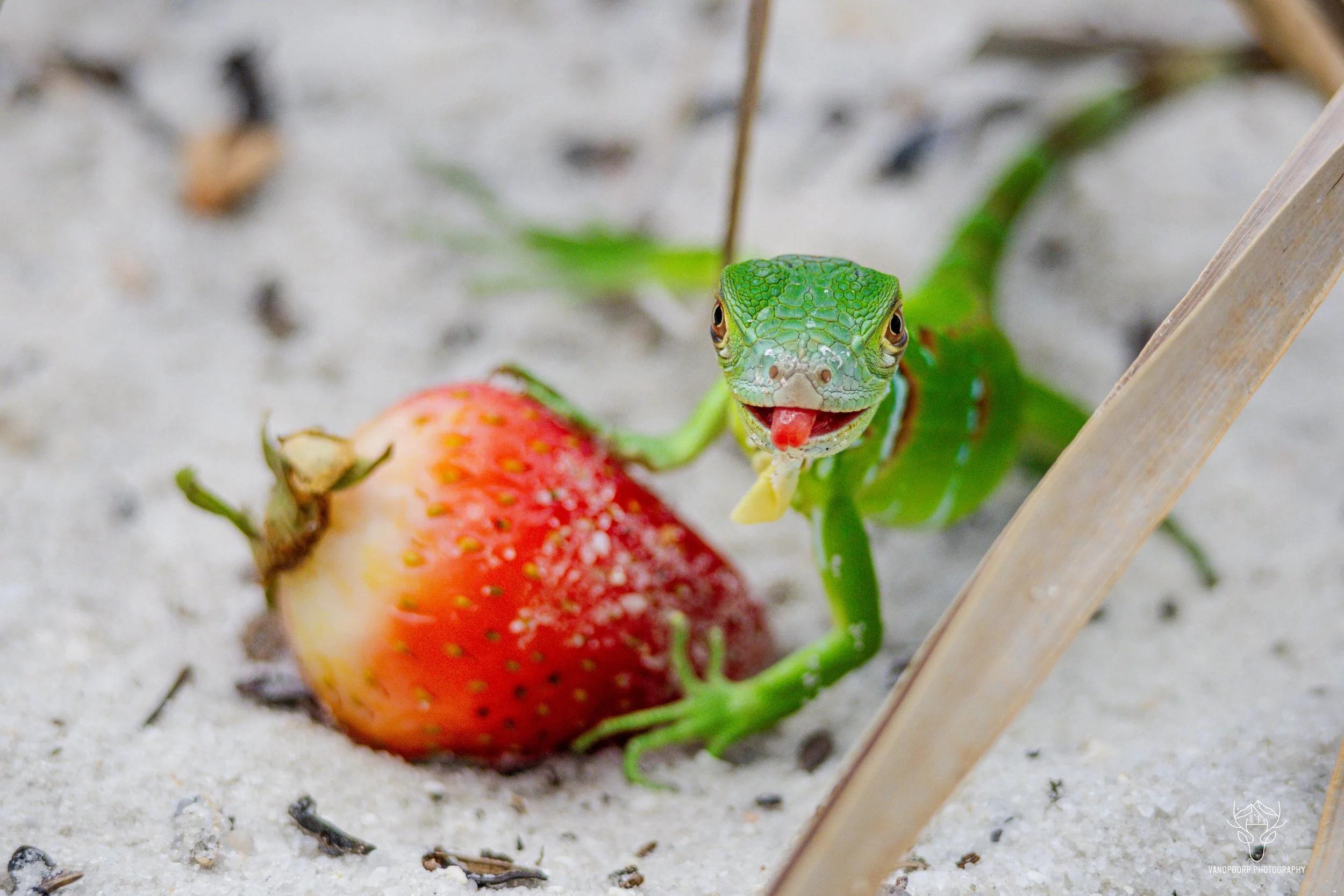 florida-5.jpg