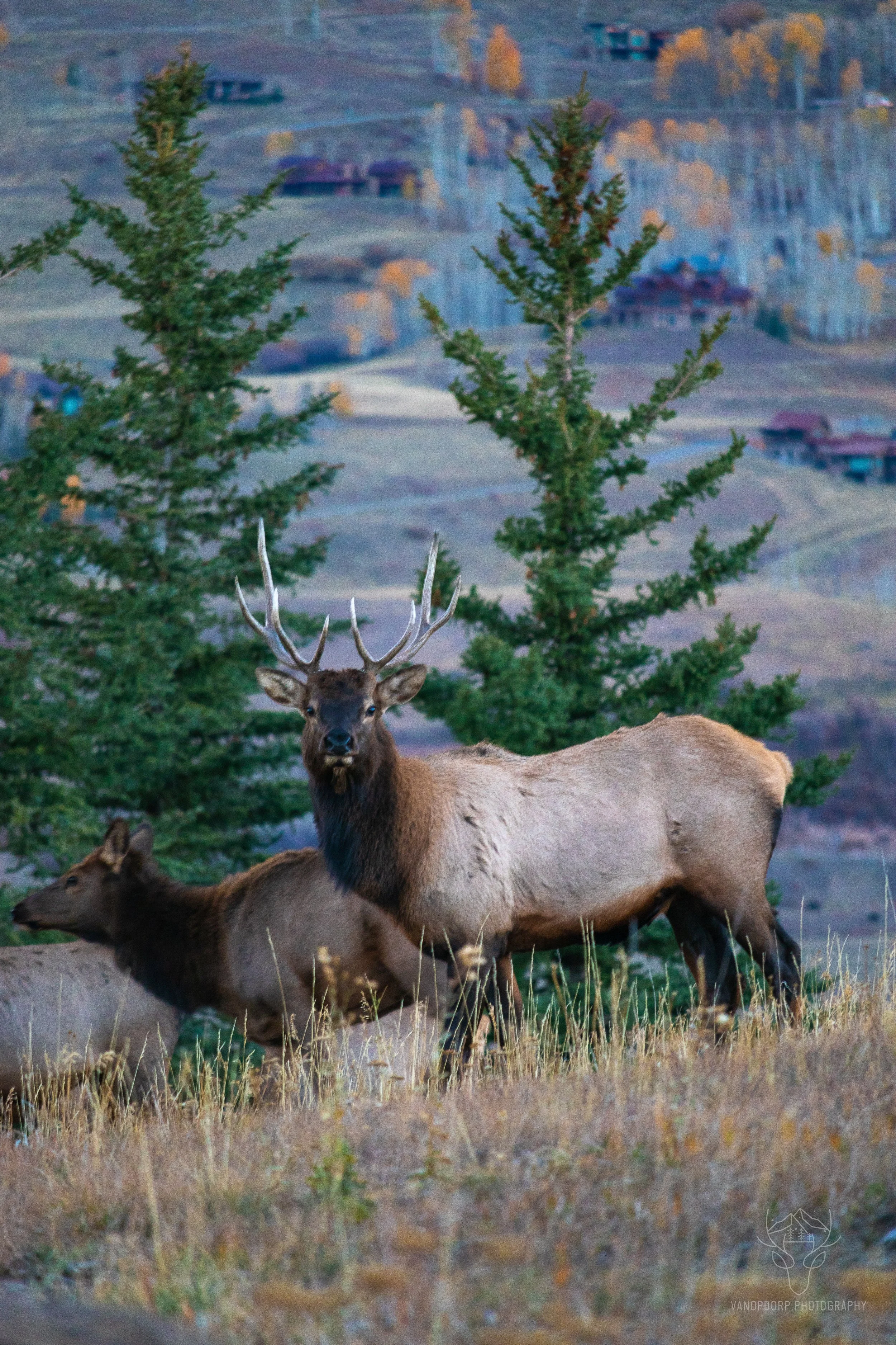 wildlife-01.jpg