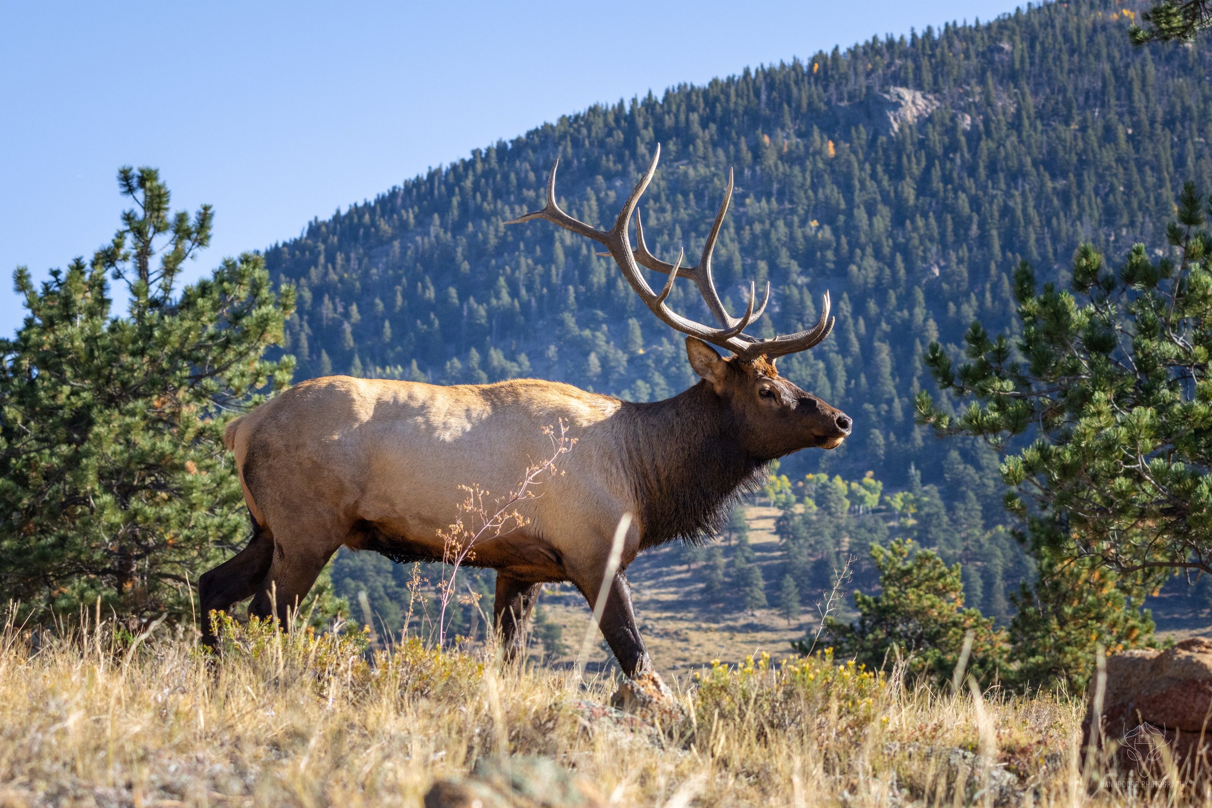 wildlife-35.jpg