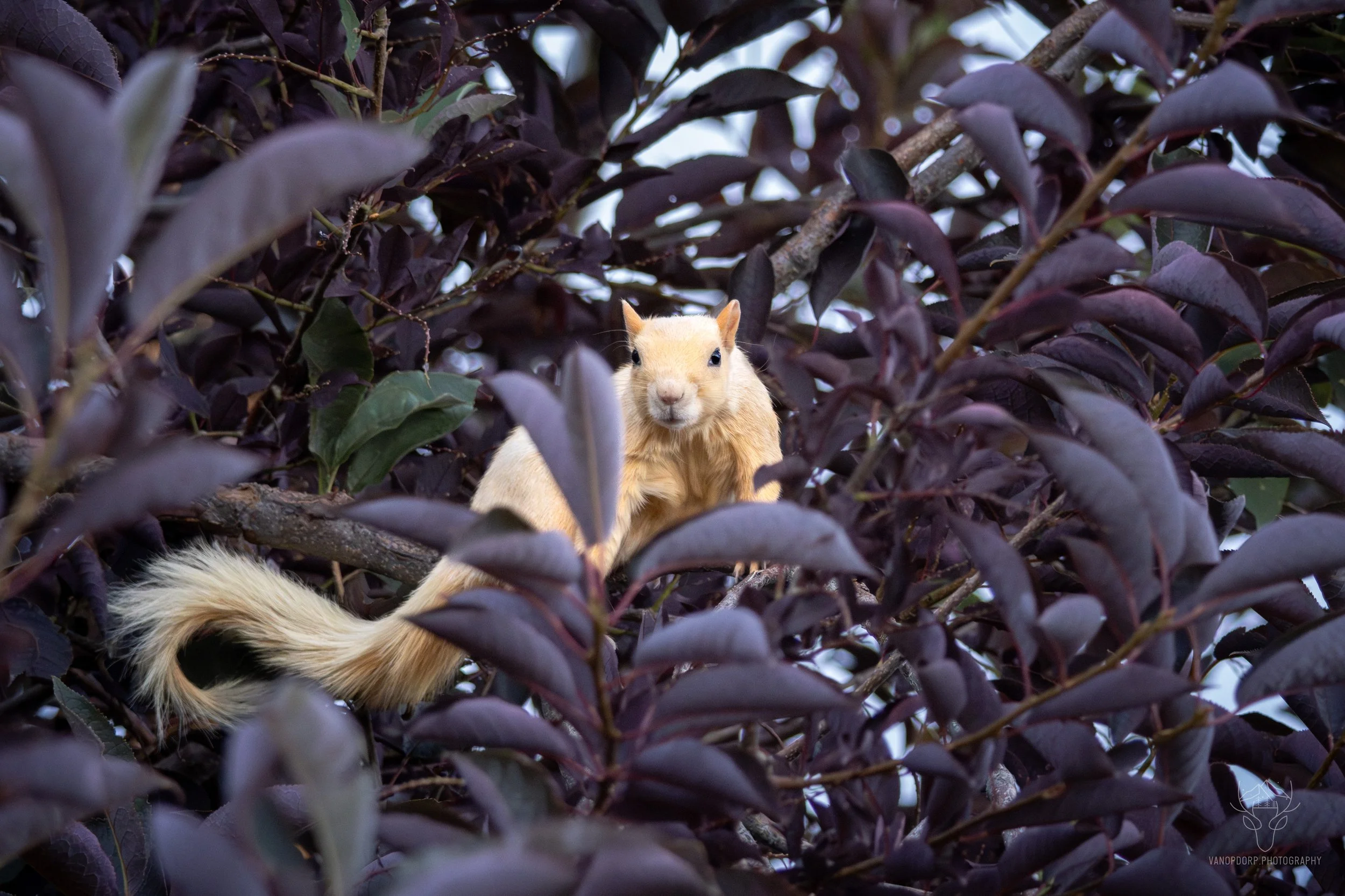 wildlife-15.jpg