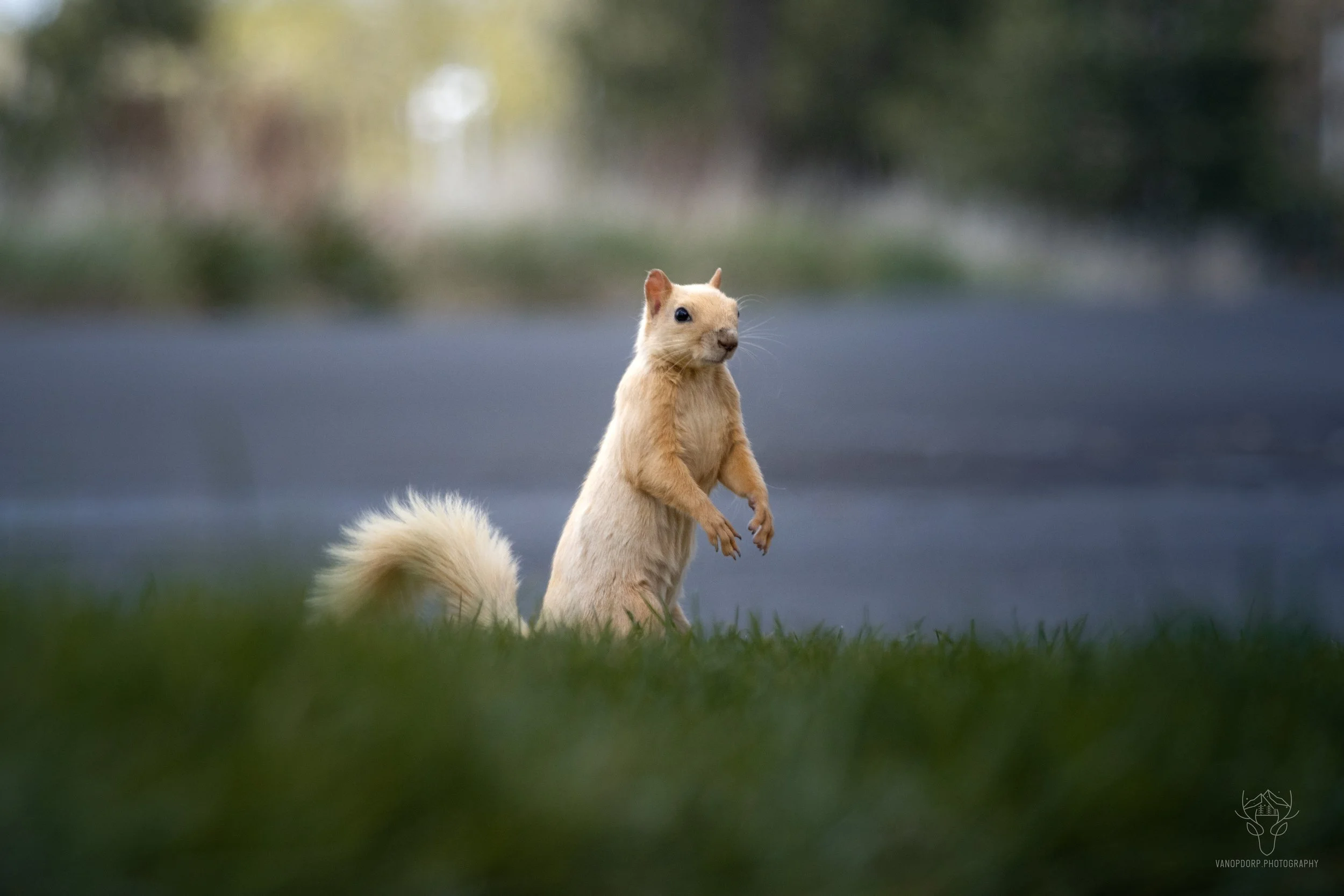 wildlife-29.jpg