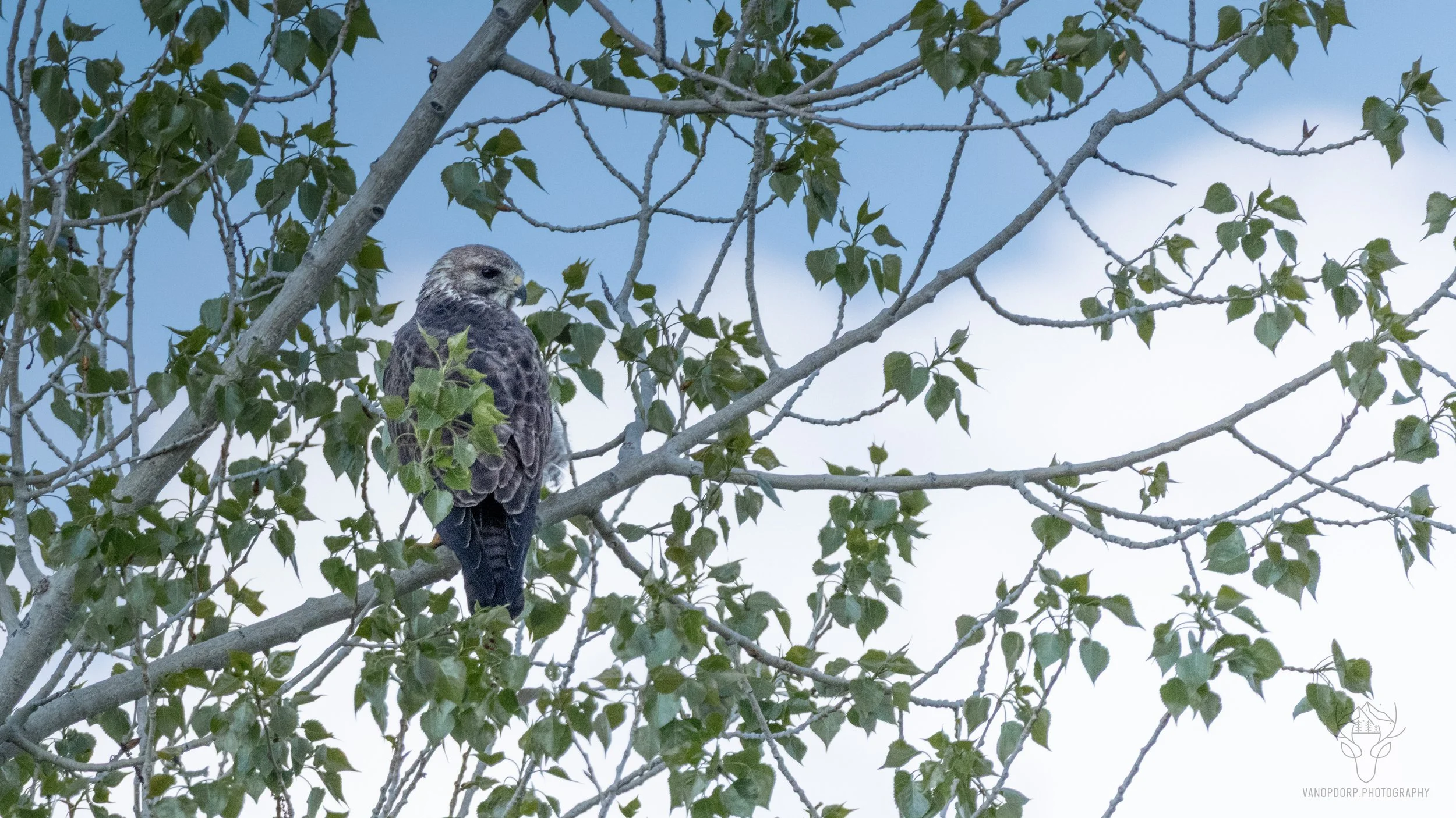 wildlife-30.jpg