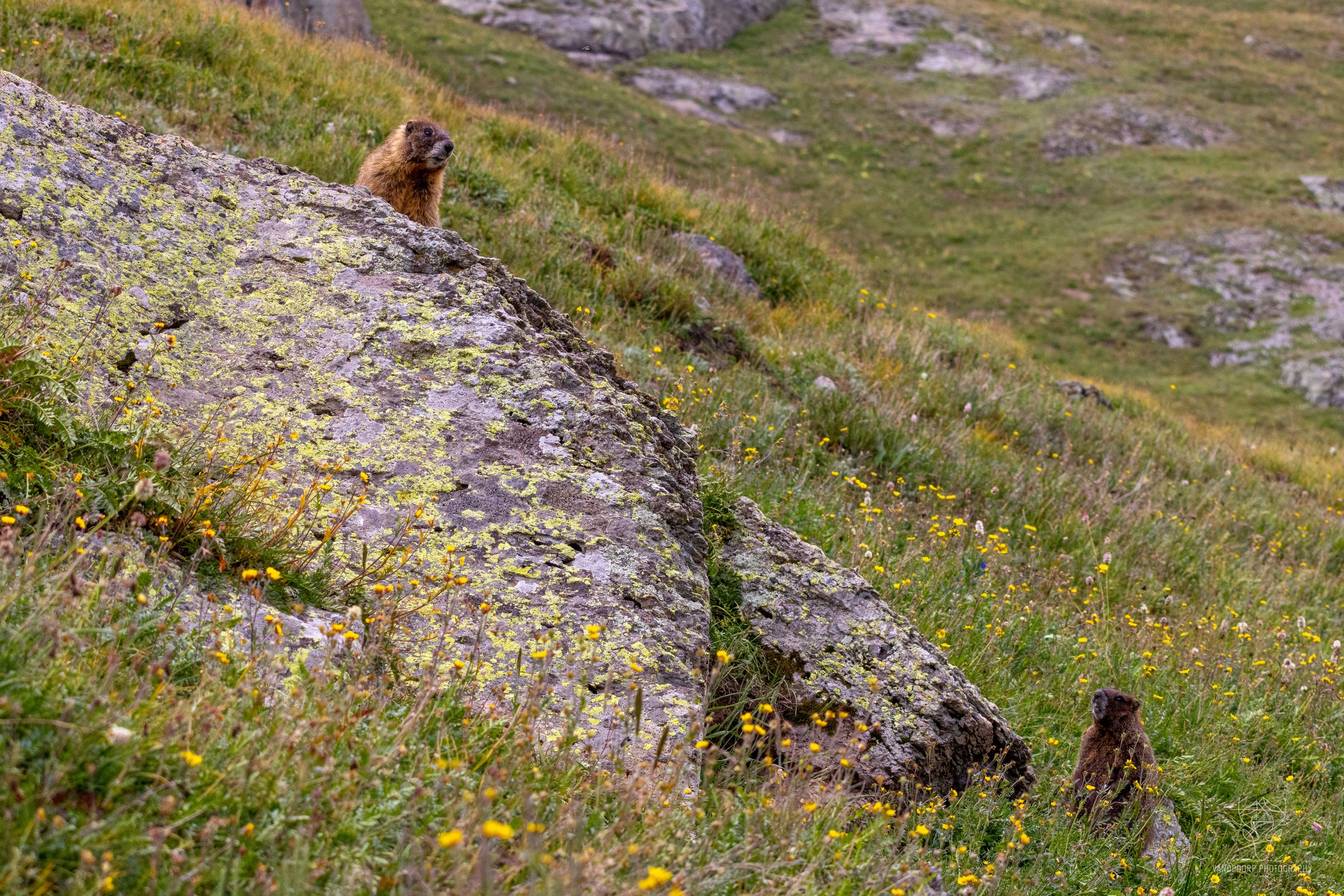 wildlife-37.jpg