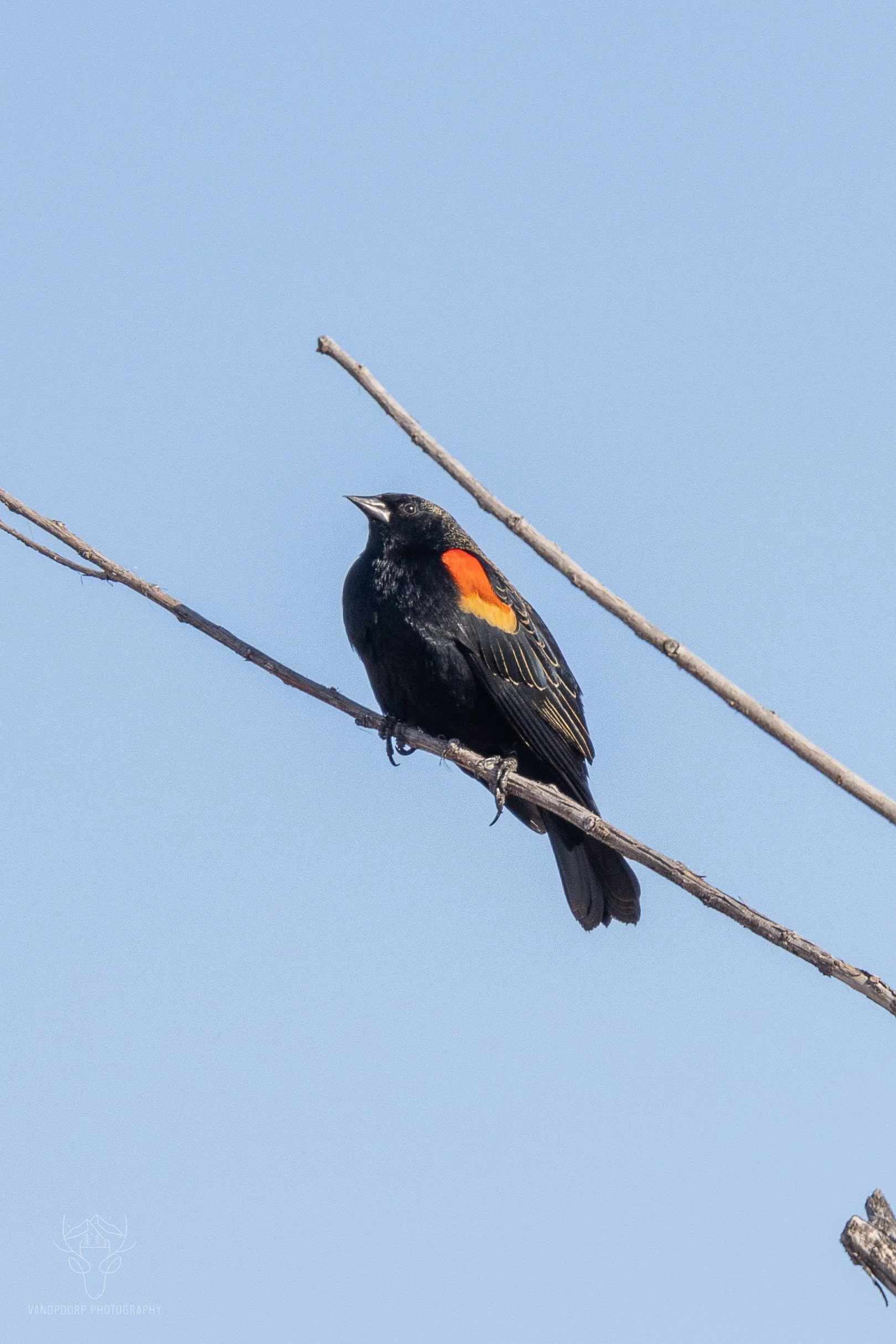 wildlife-02.jpg