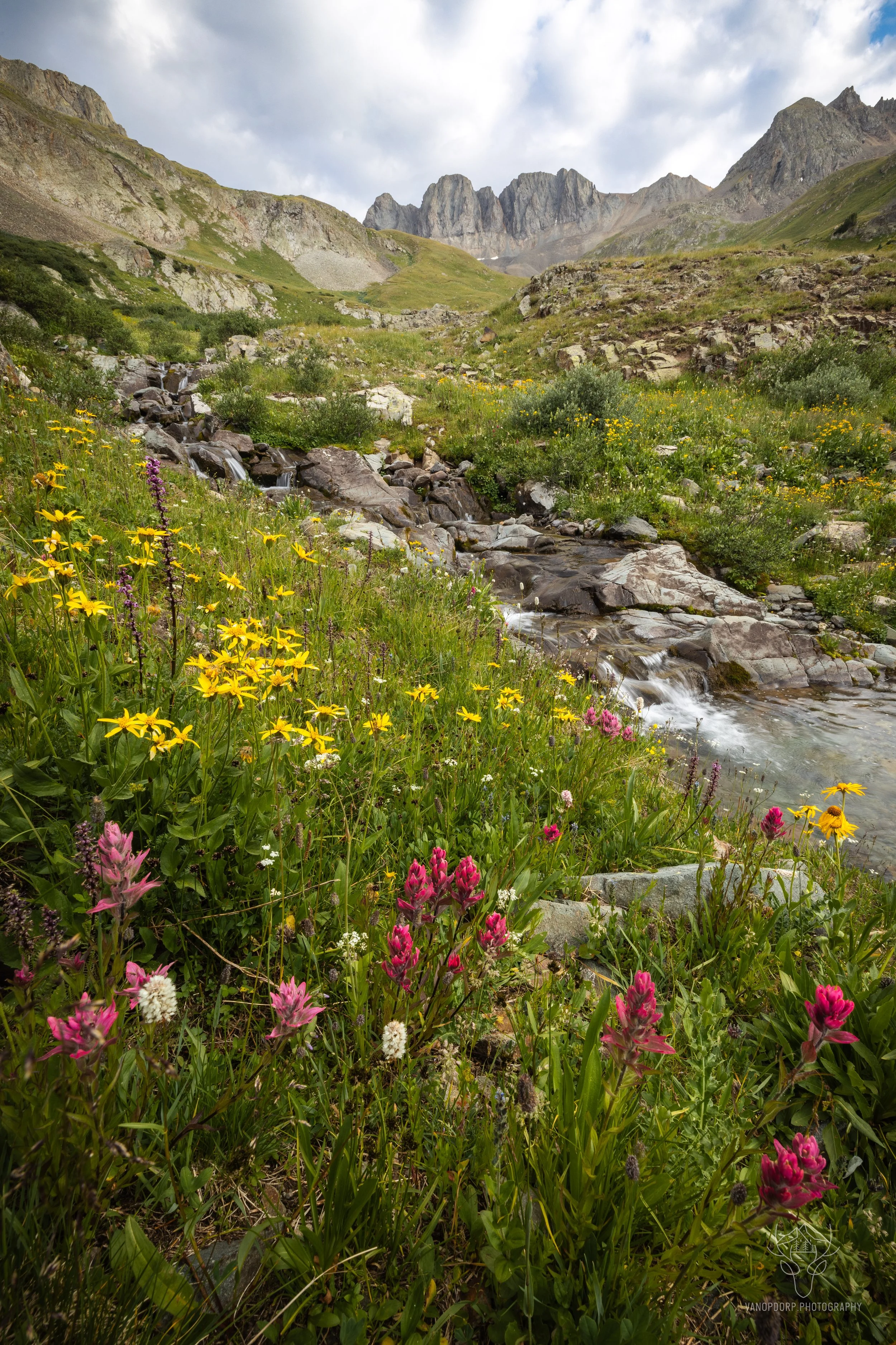 American Basin Wildflowers