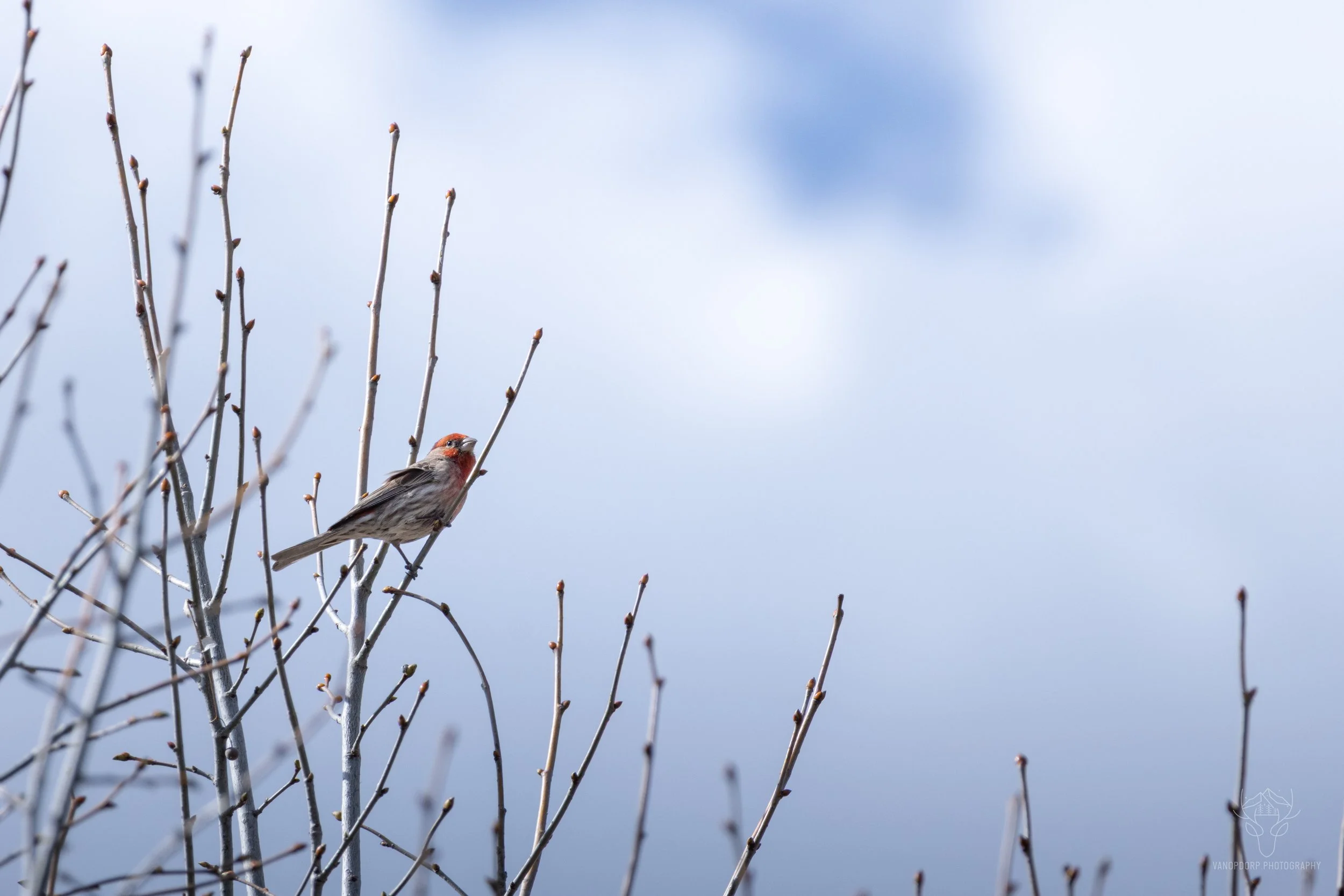 wildlife-31.jpg