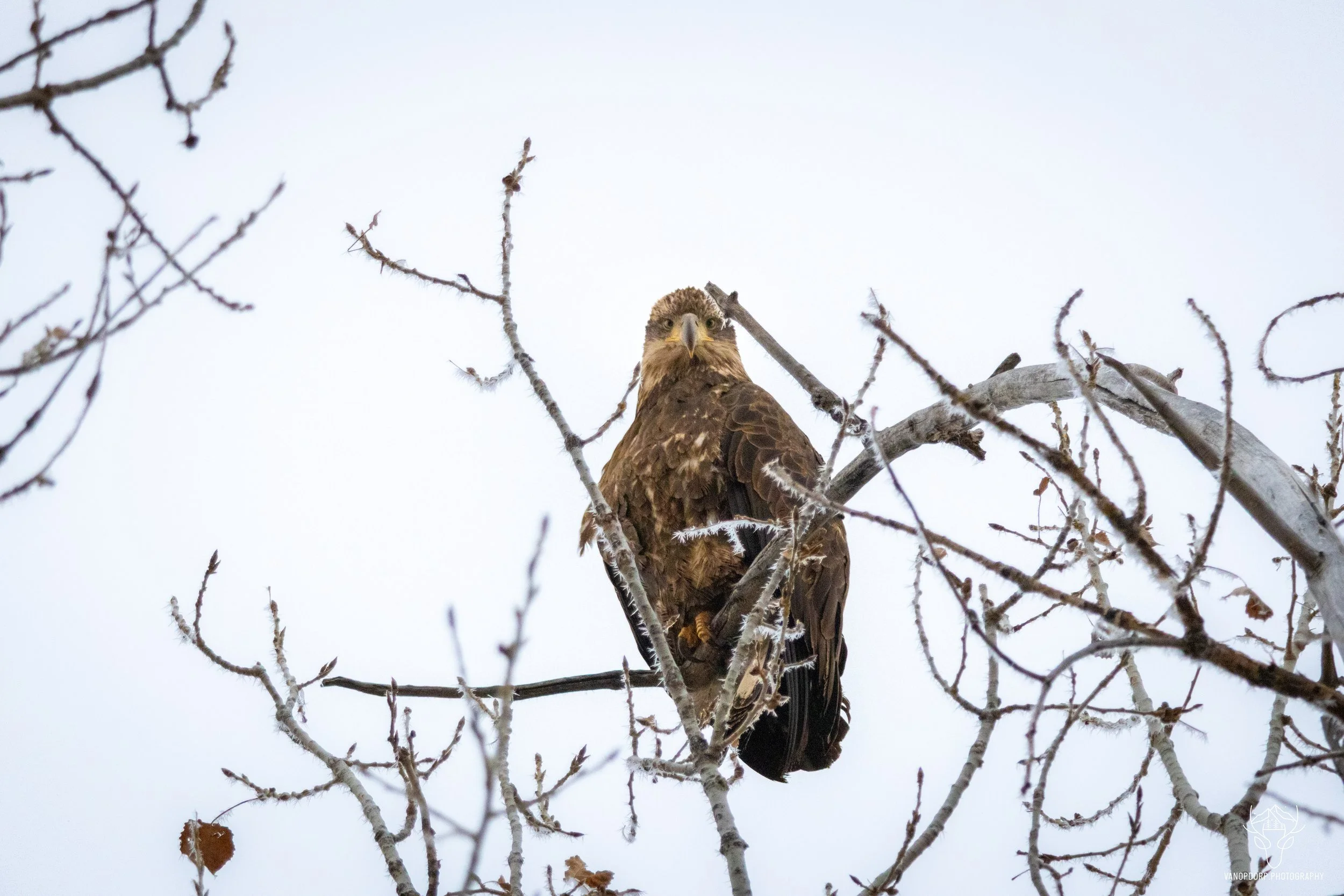wildlife-22.jpg