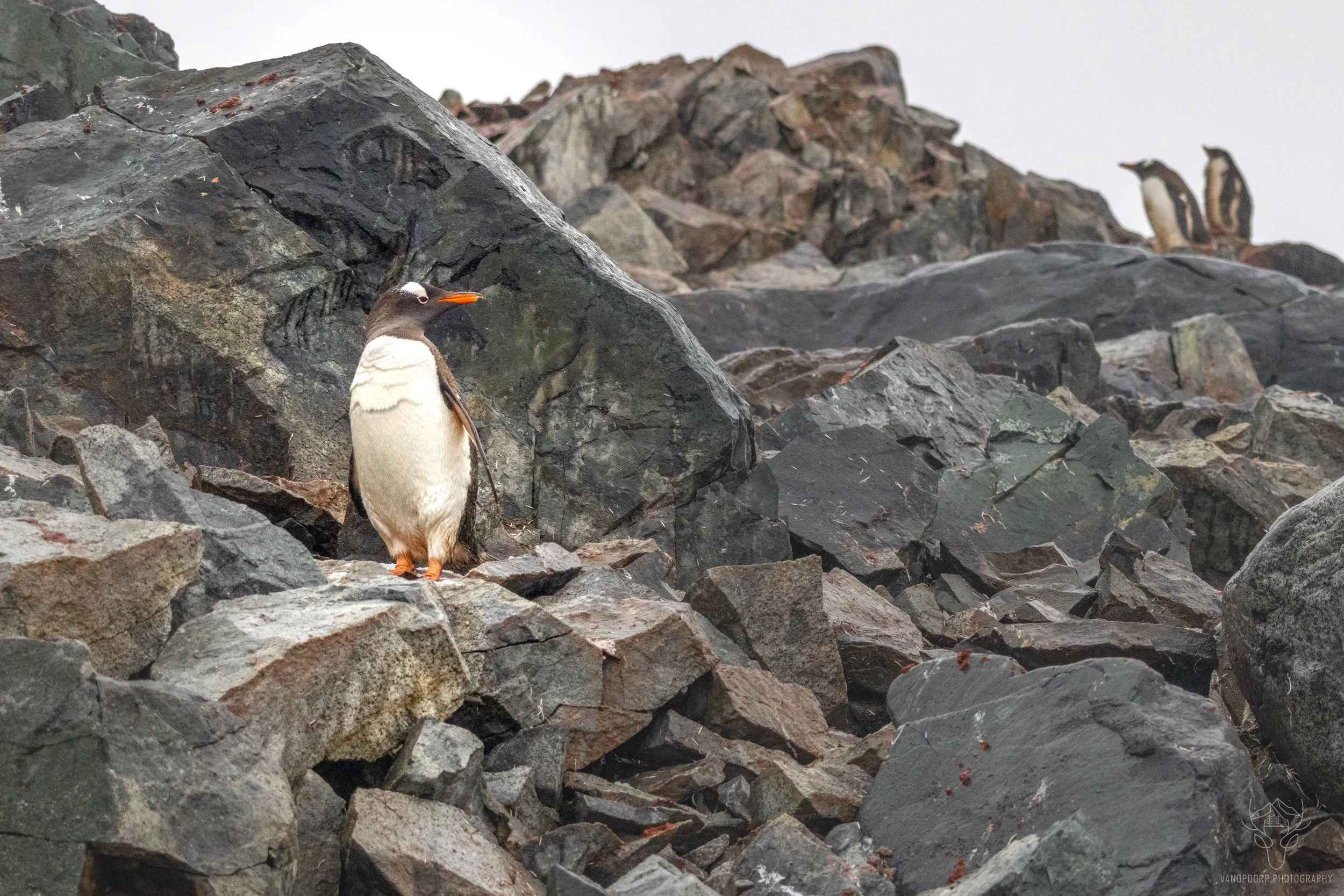 antarctica-09.jpg