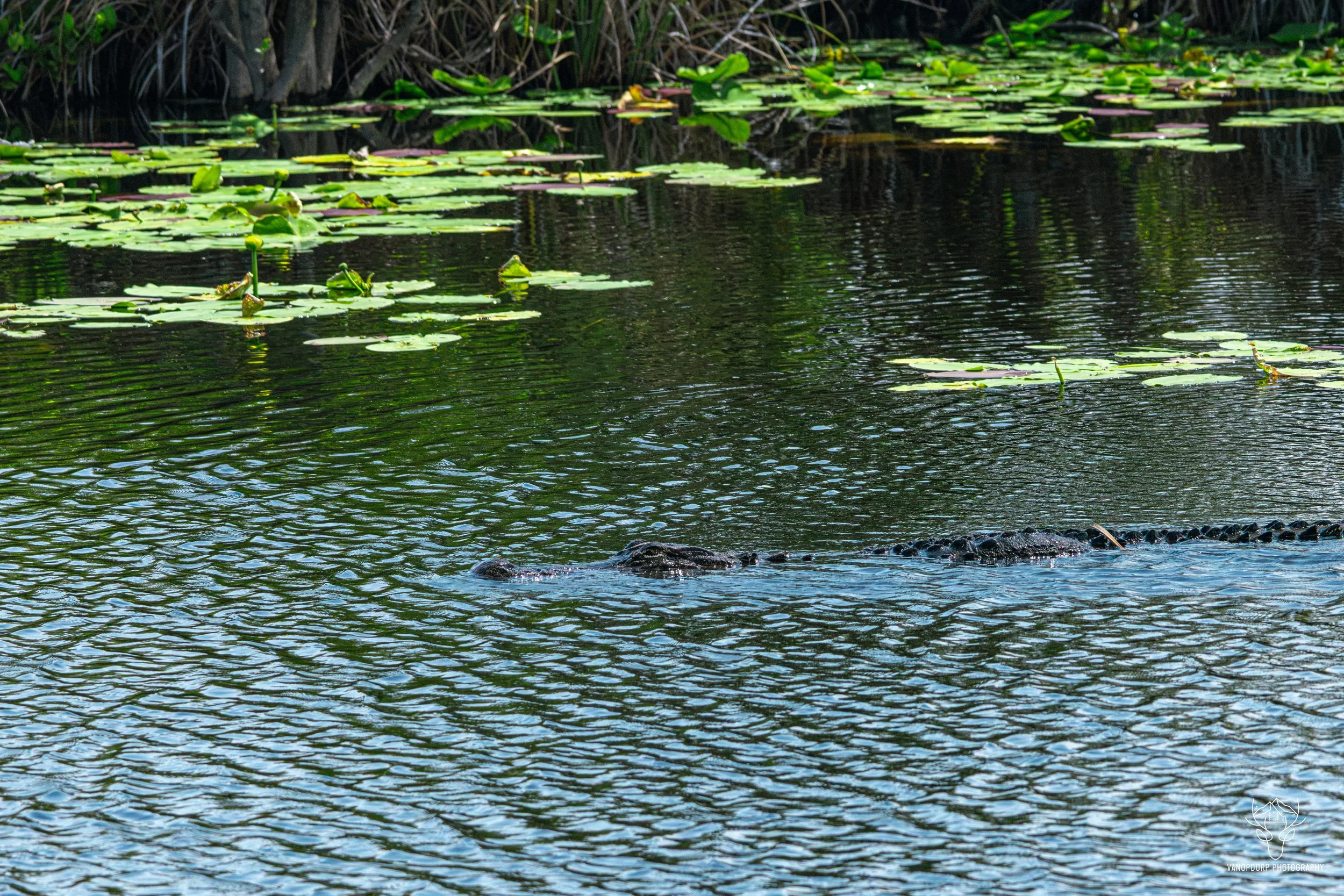 florida-8.jpg
