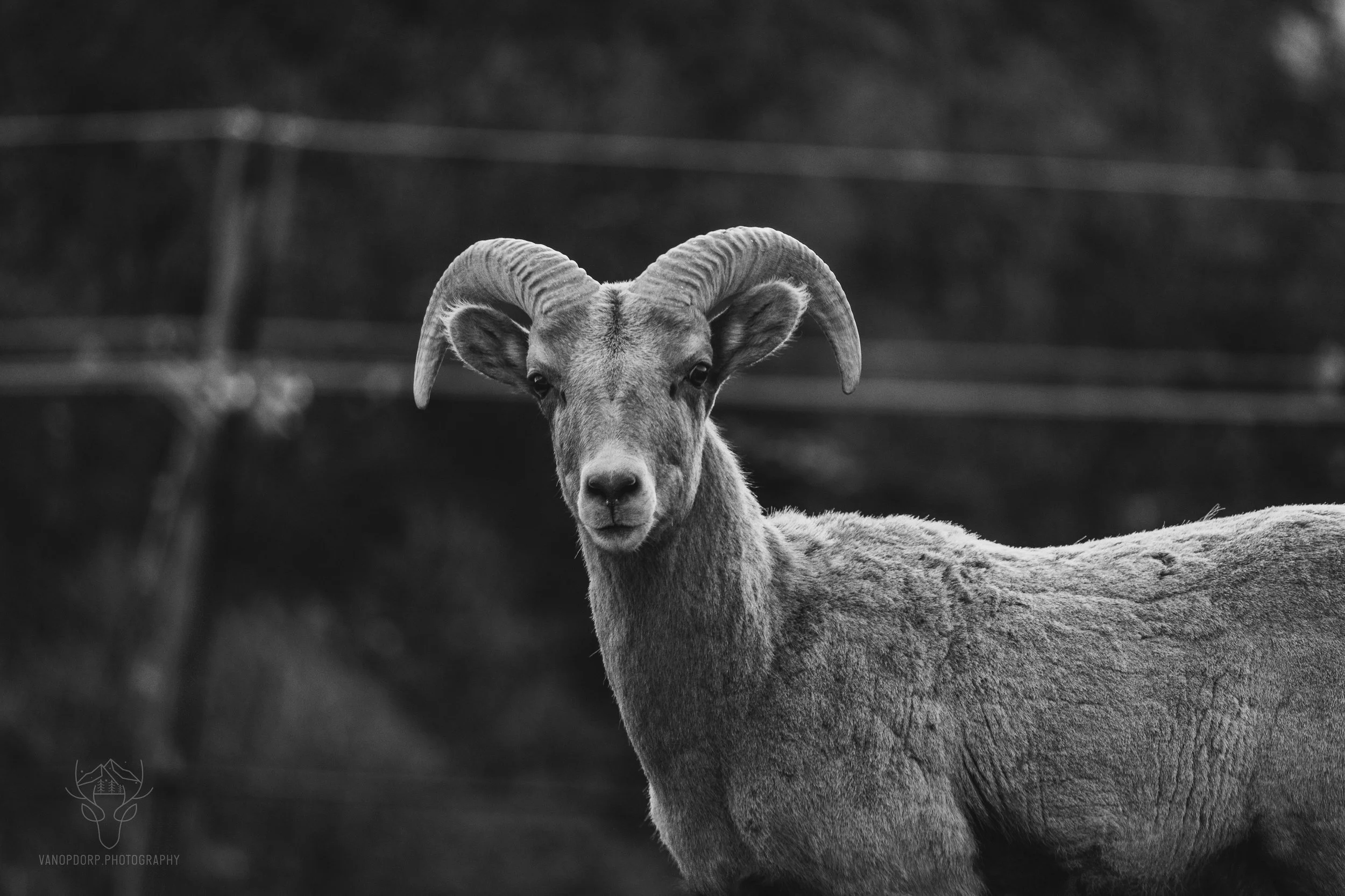 wildlife-06.jpg