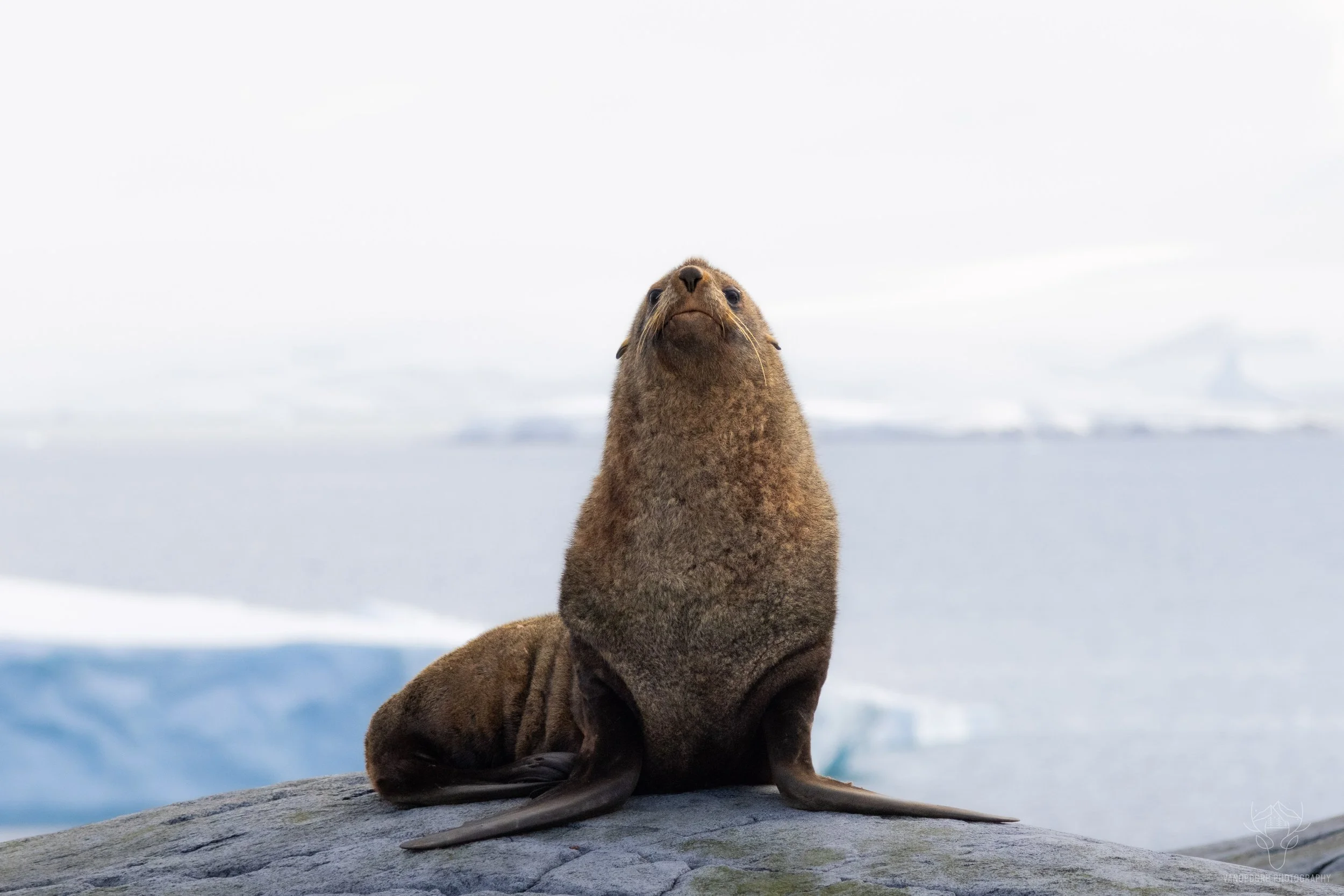 antarctica-15.jpg