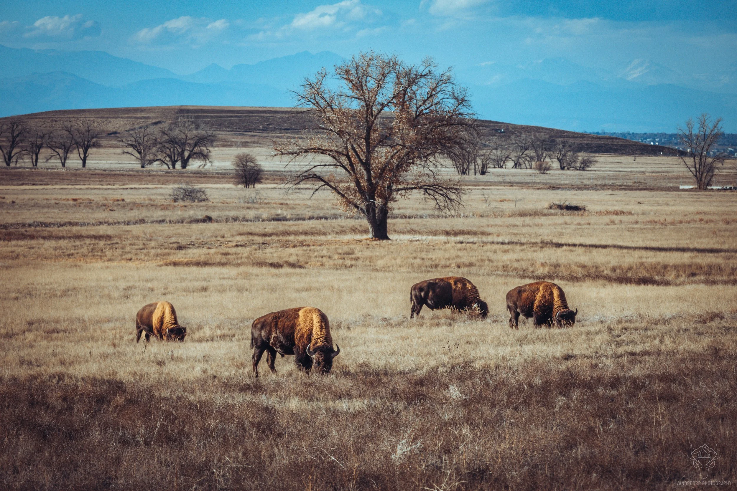 wildlife-04.jpg