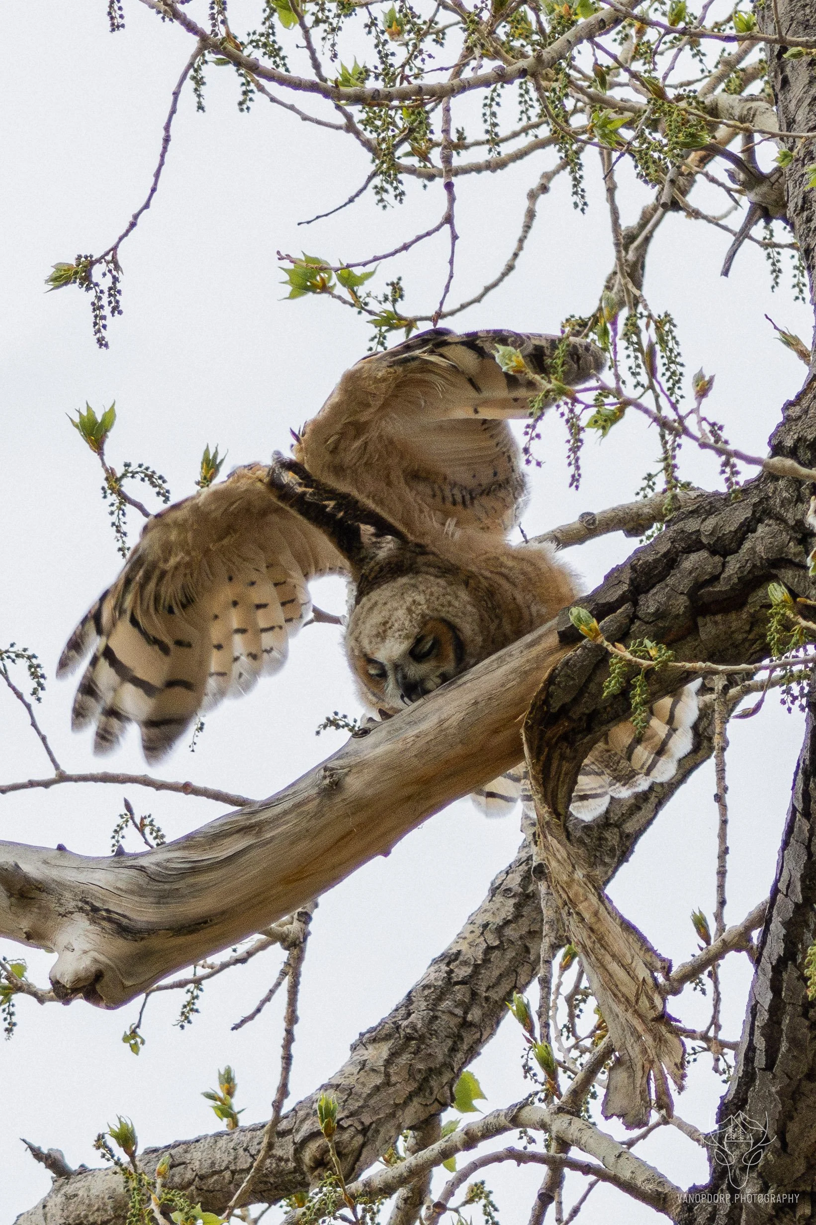 wildlife-08.jpg