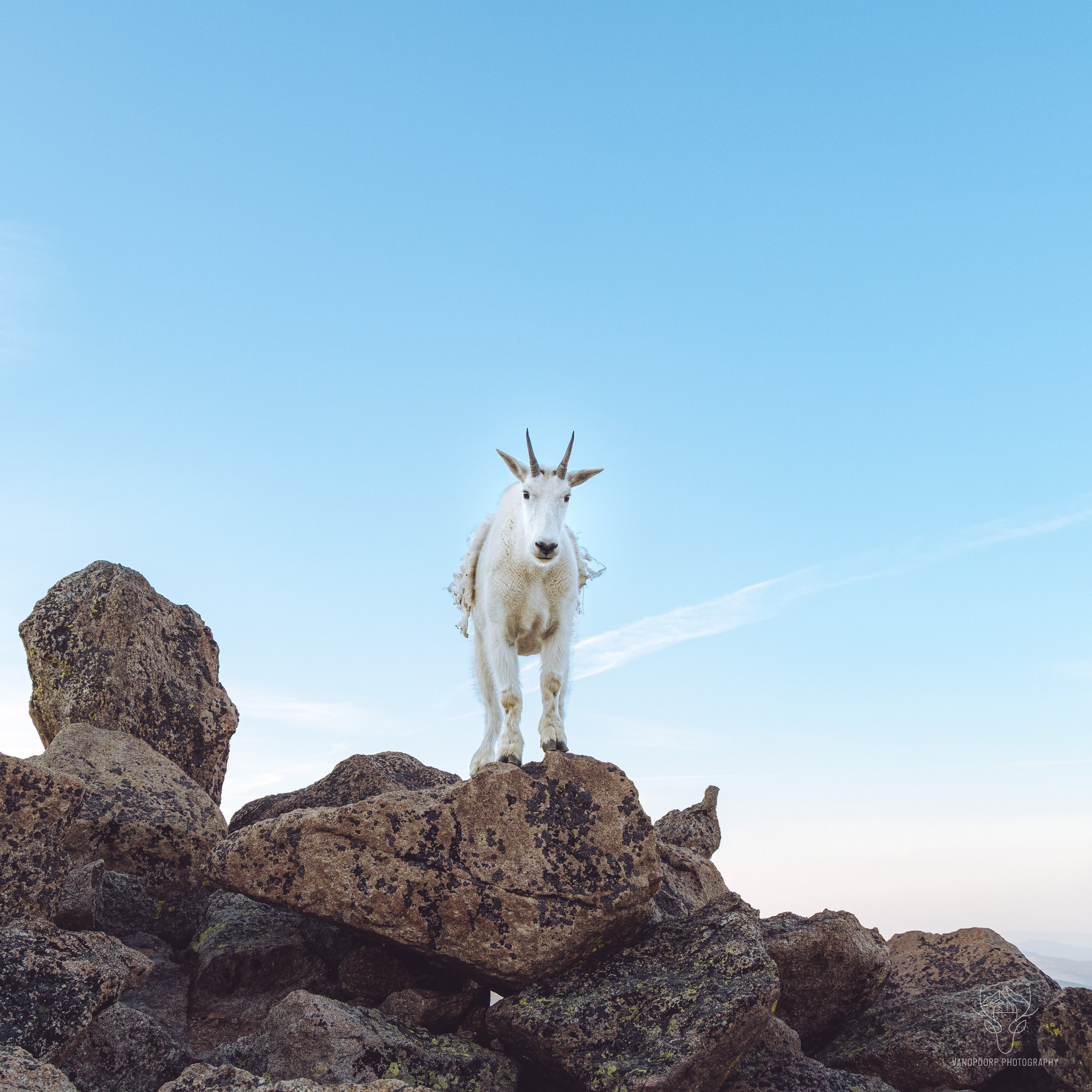 wildlife-47.jpg