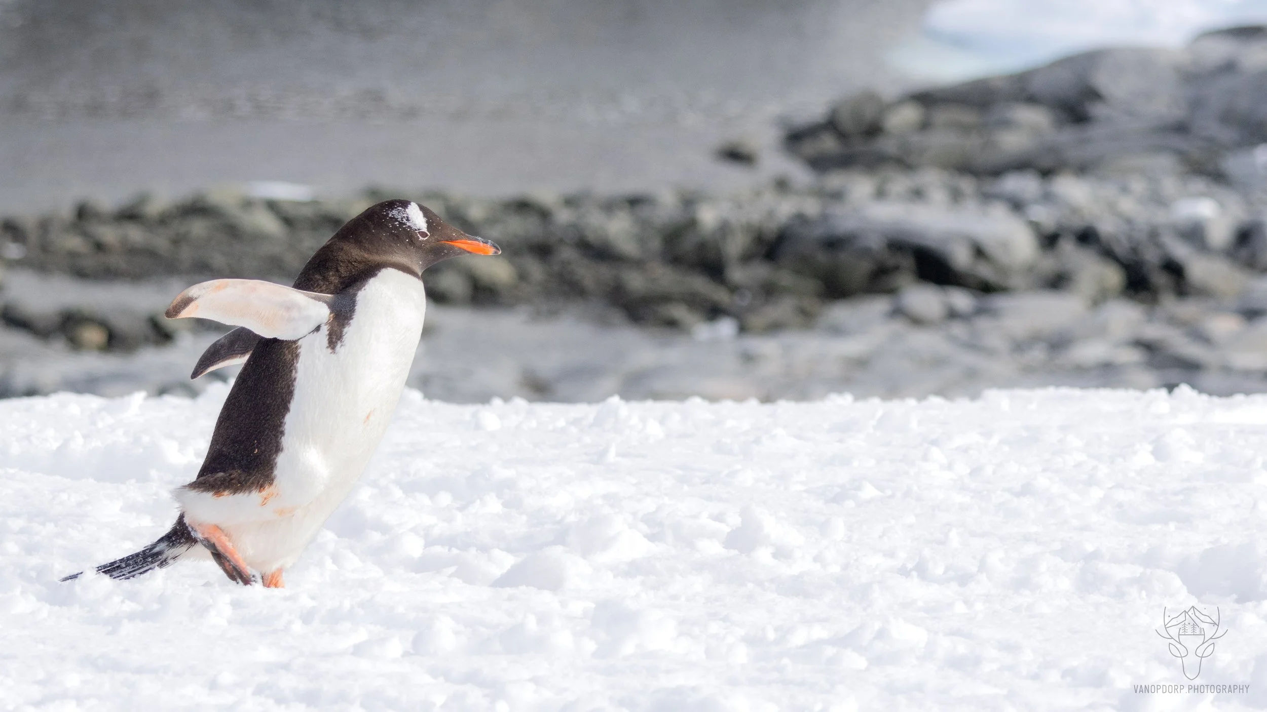 antarctica-17.jpg