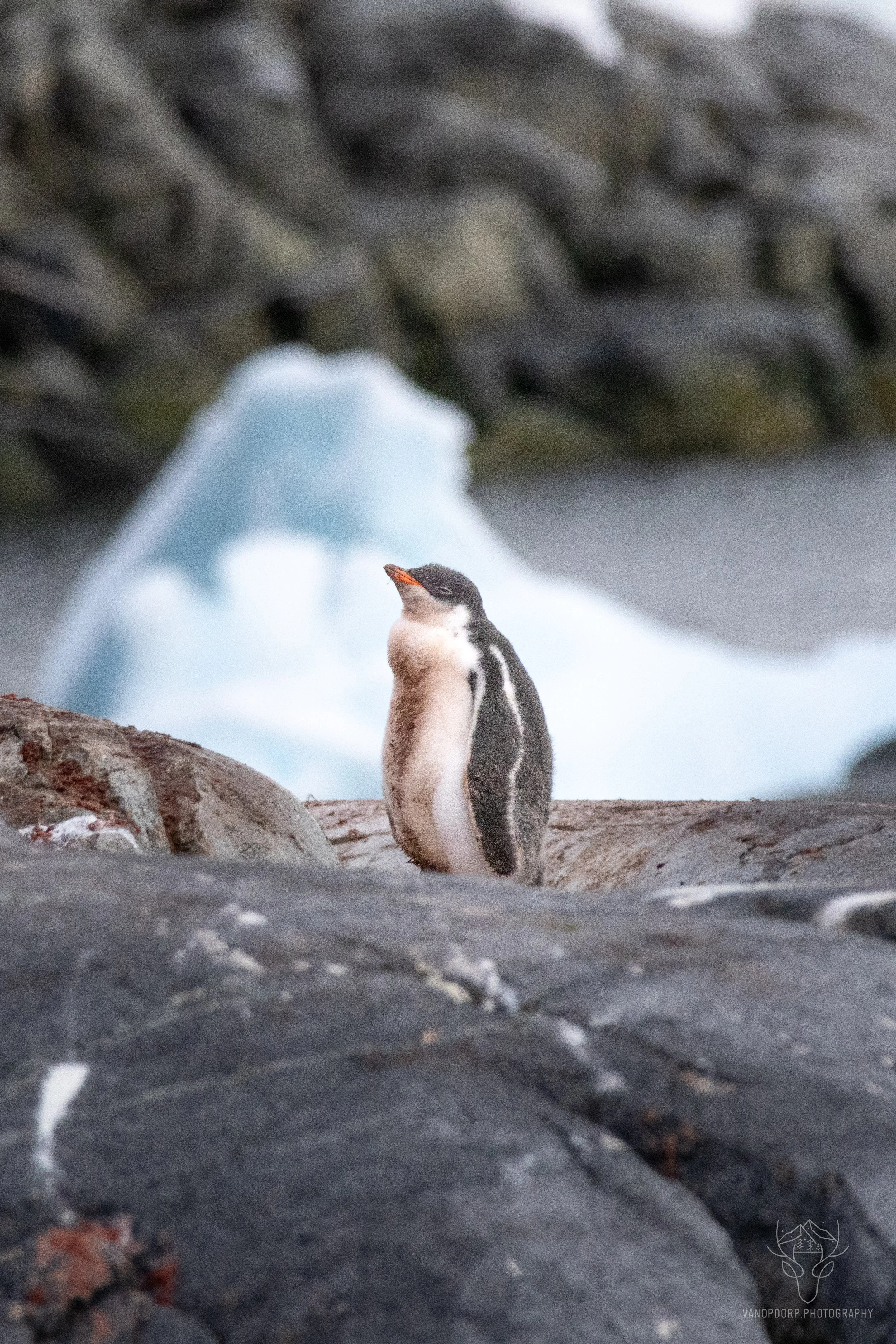 antarctica-13.jpg