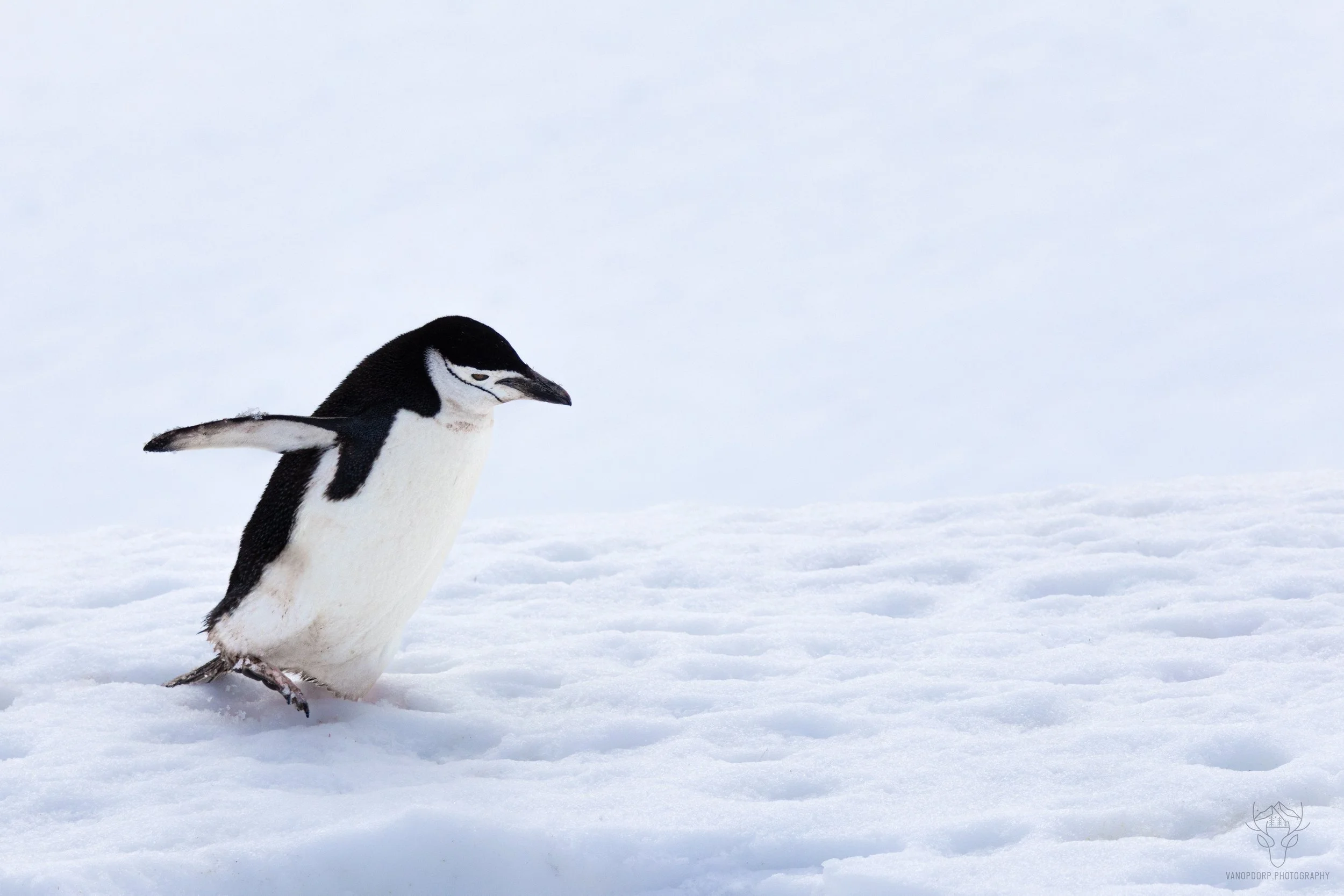 antarctica-27.jpg