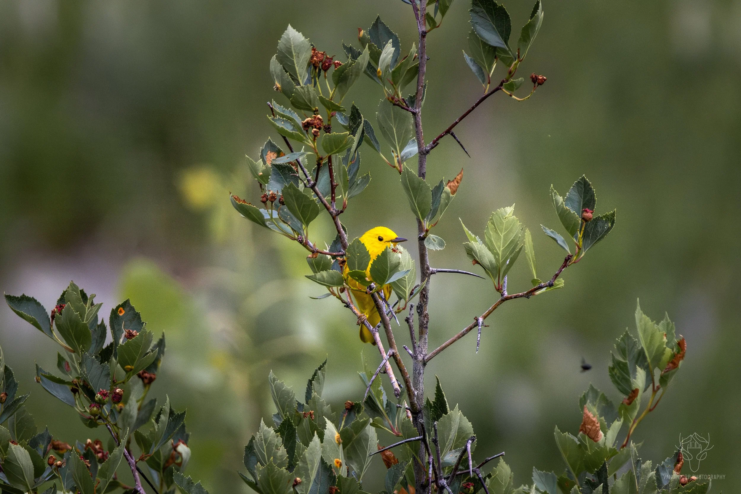 wildlife-14.jpg