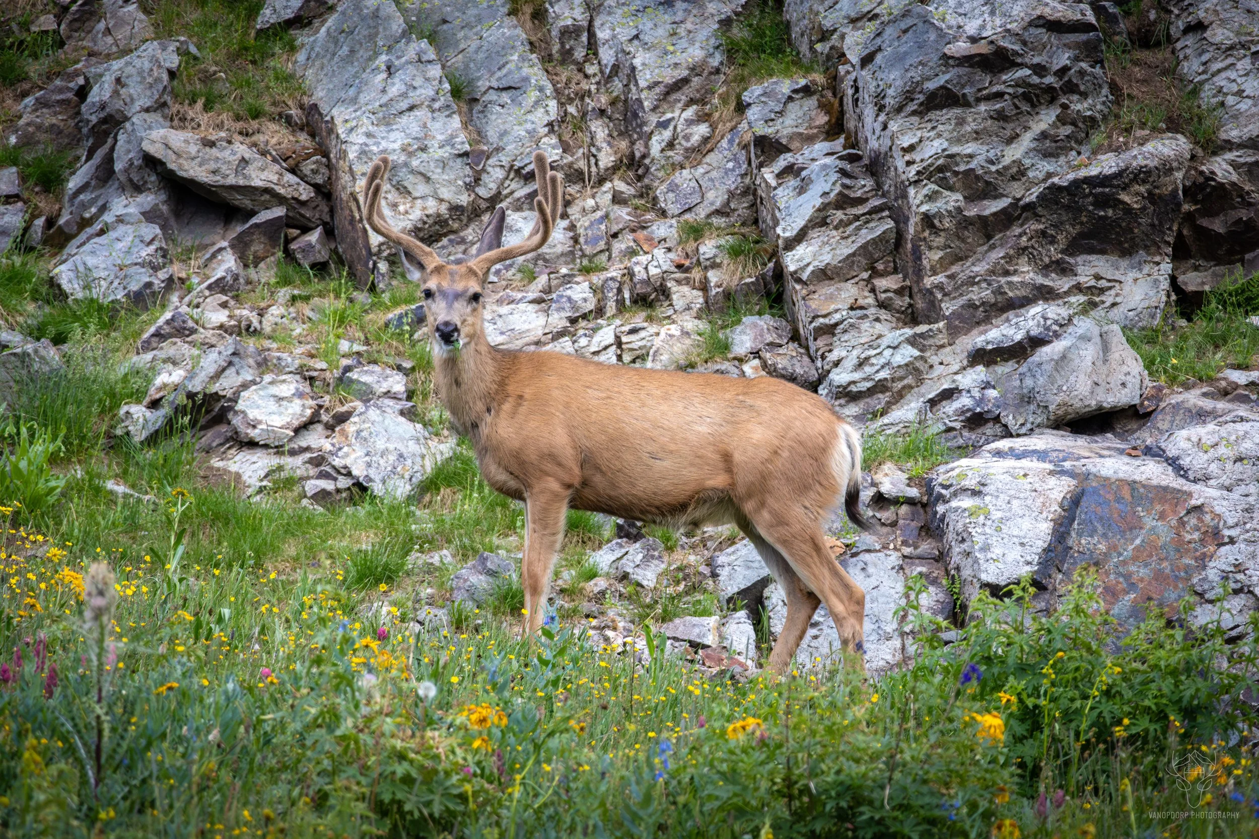 wildlife-36.jpg