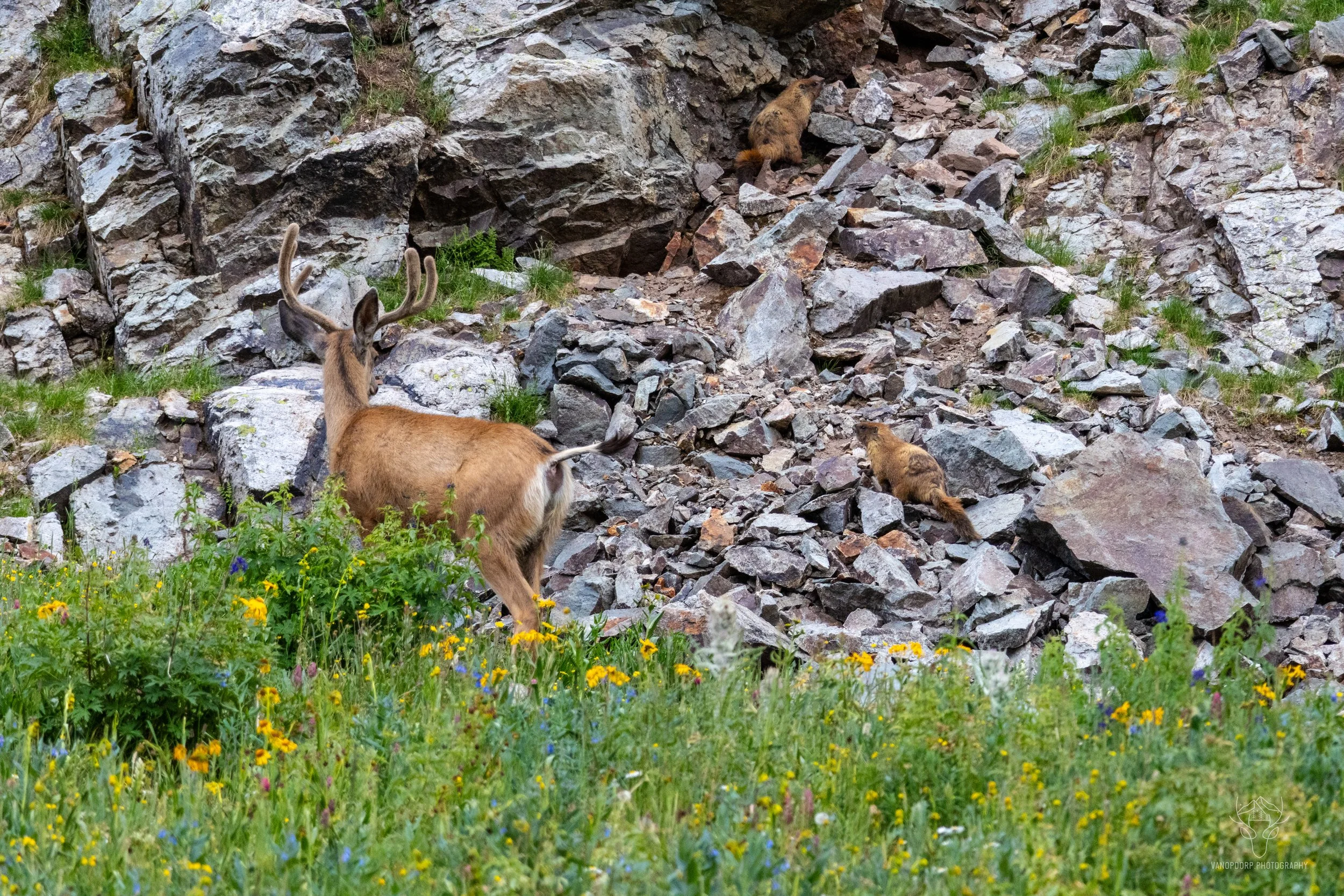 wildlife-40.jpg