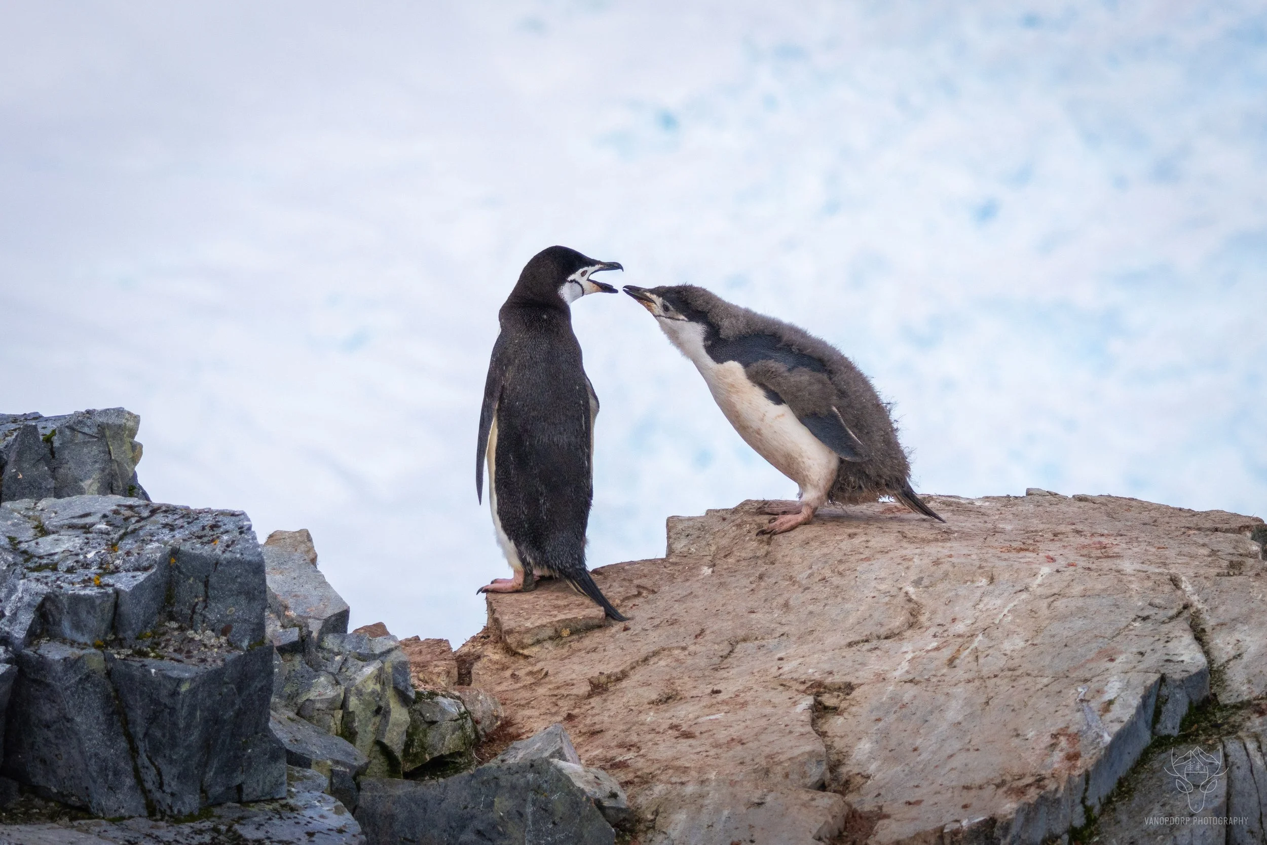 antarctica-29.jpg