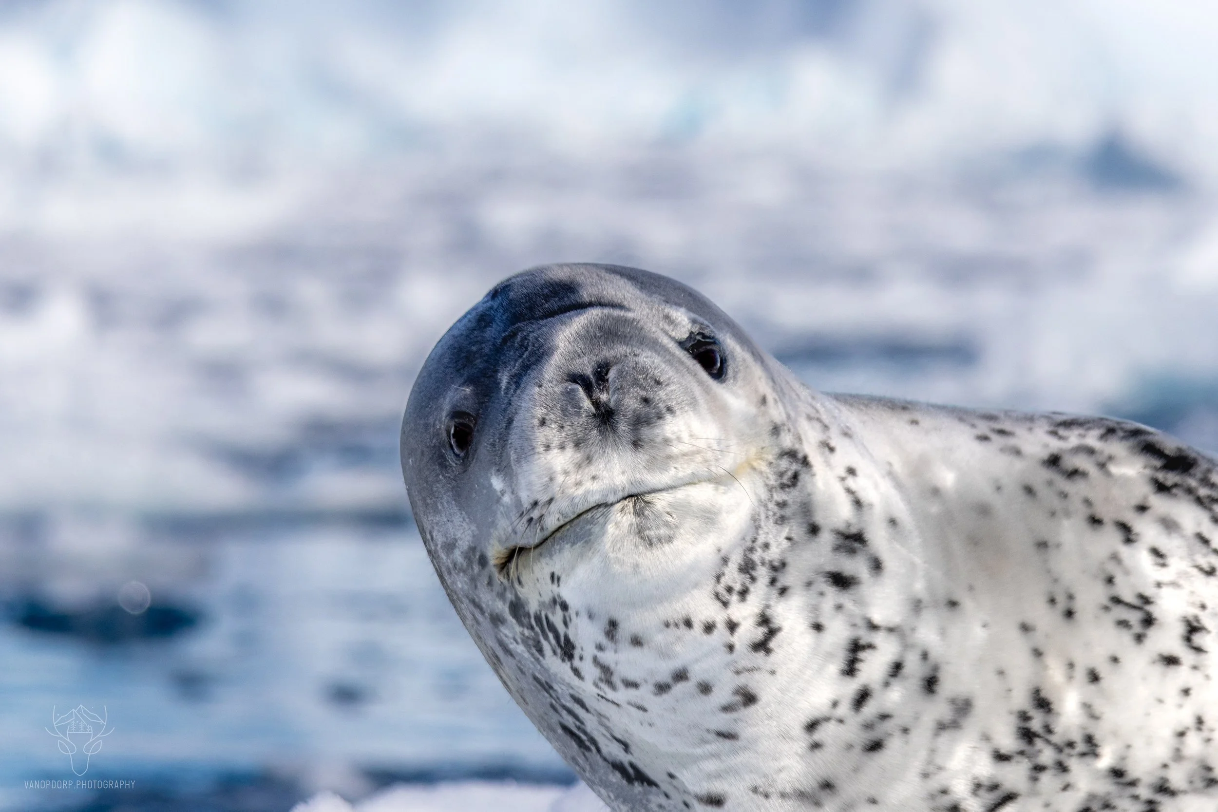 antarctica-35.jpg
