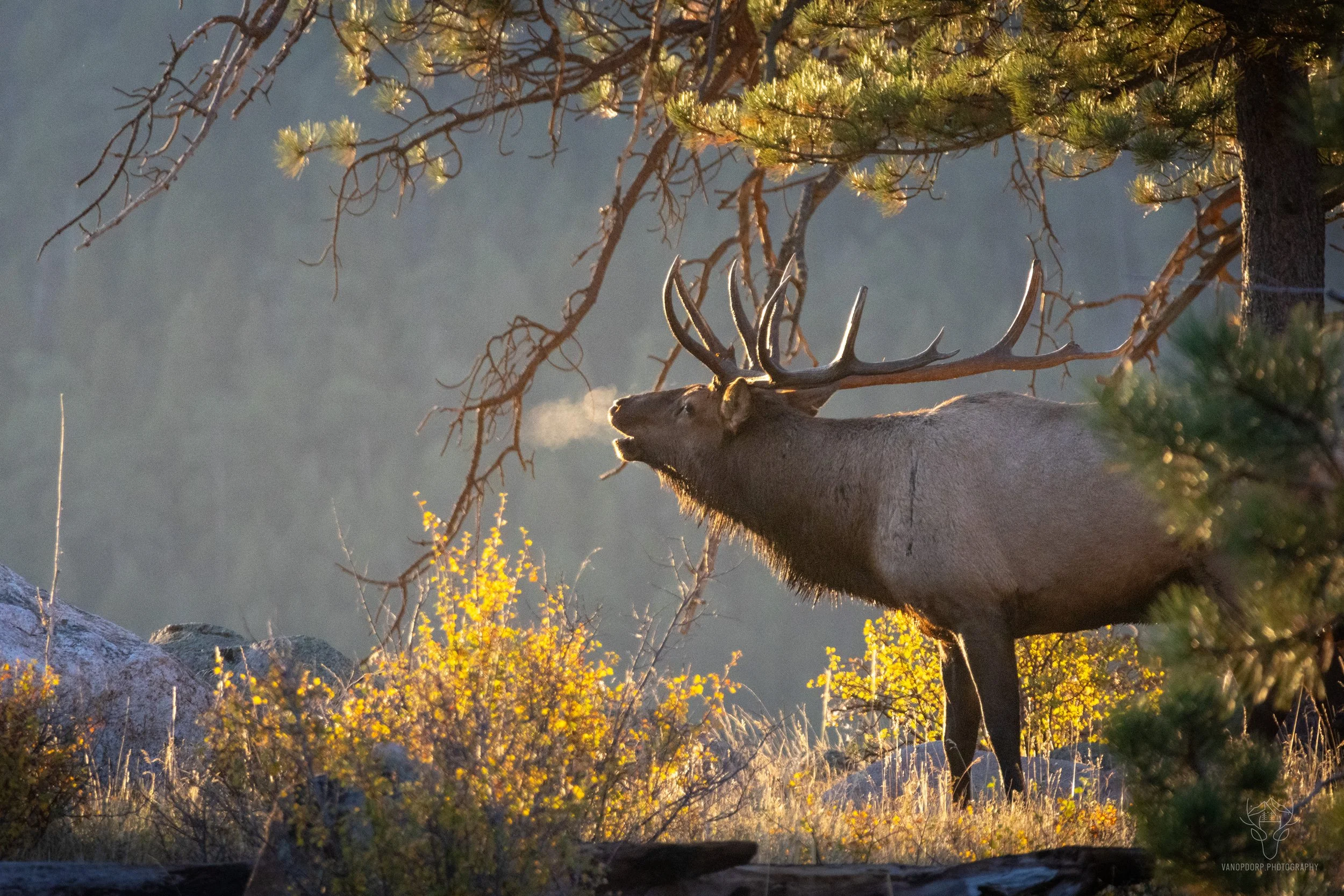 wildlife-34.jpg