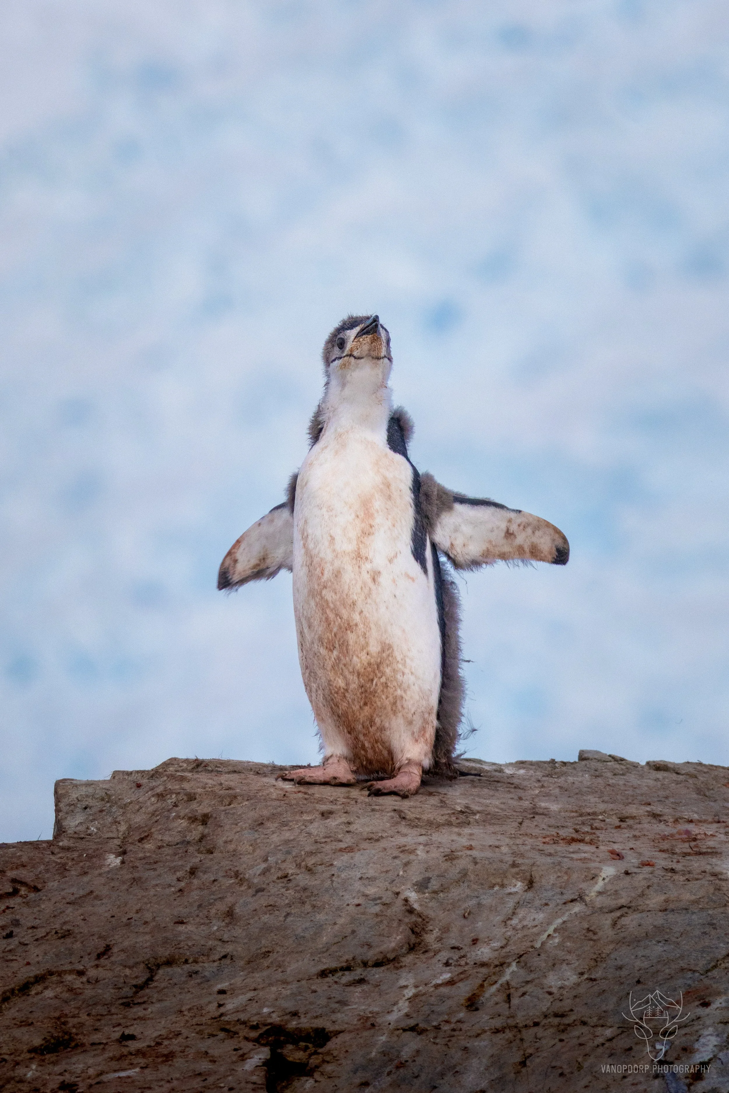 antarctica-28.jpg