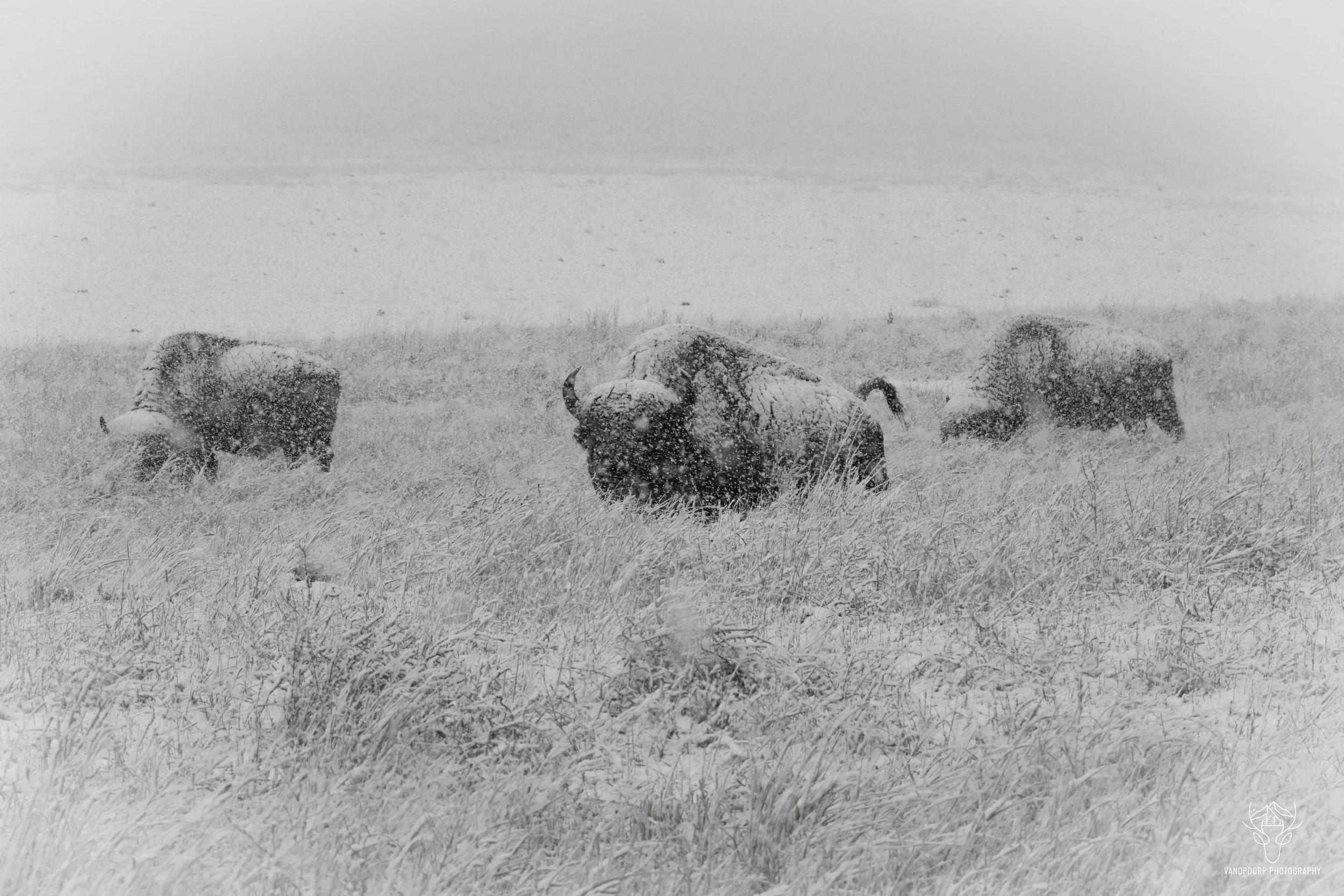 wildlife-42.jpg