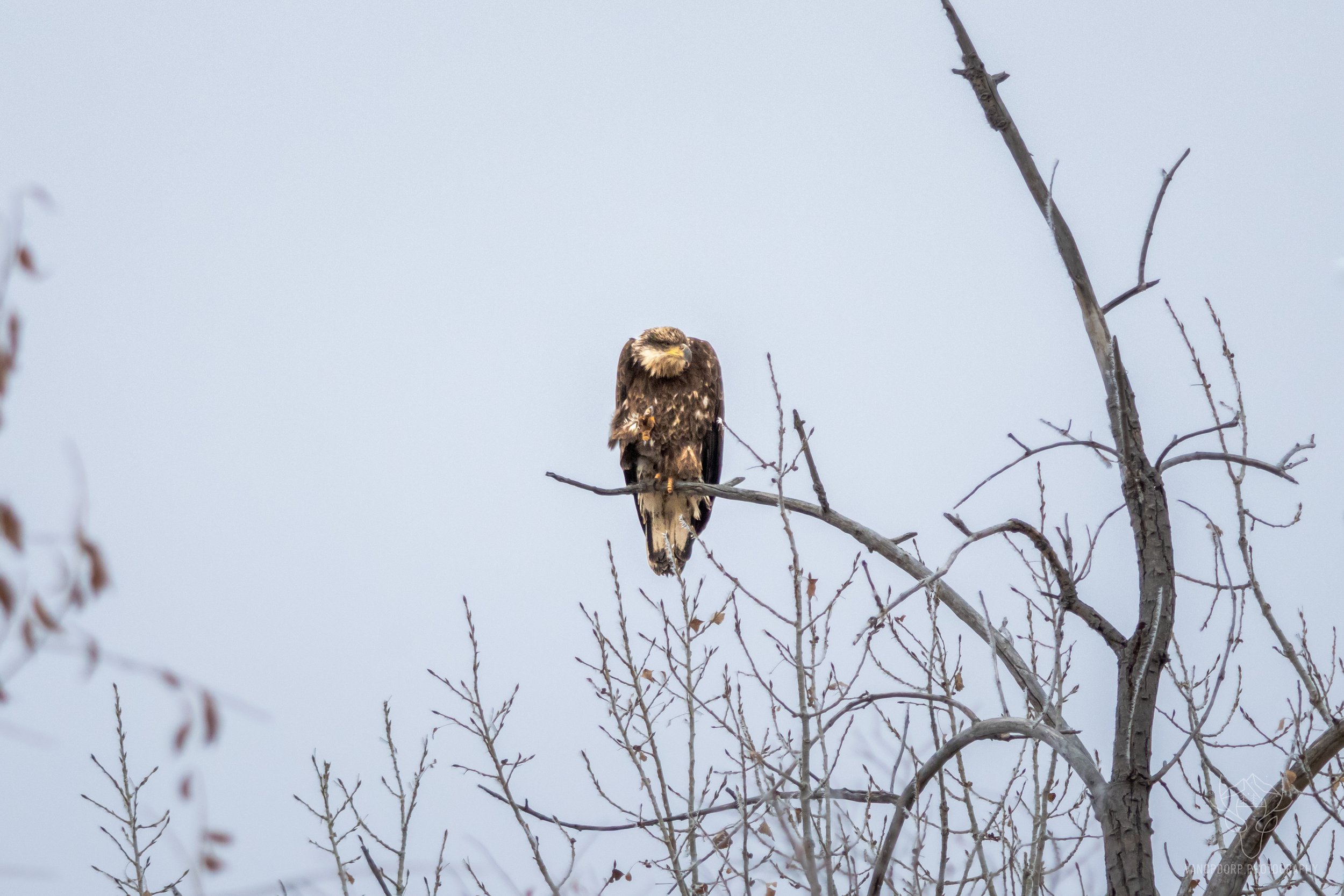 wildlife-21.jpg