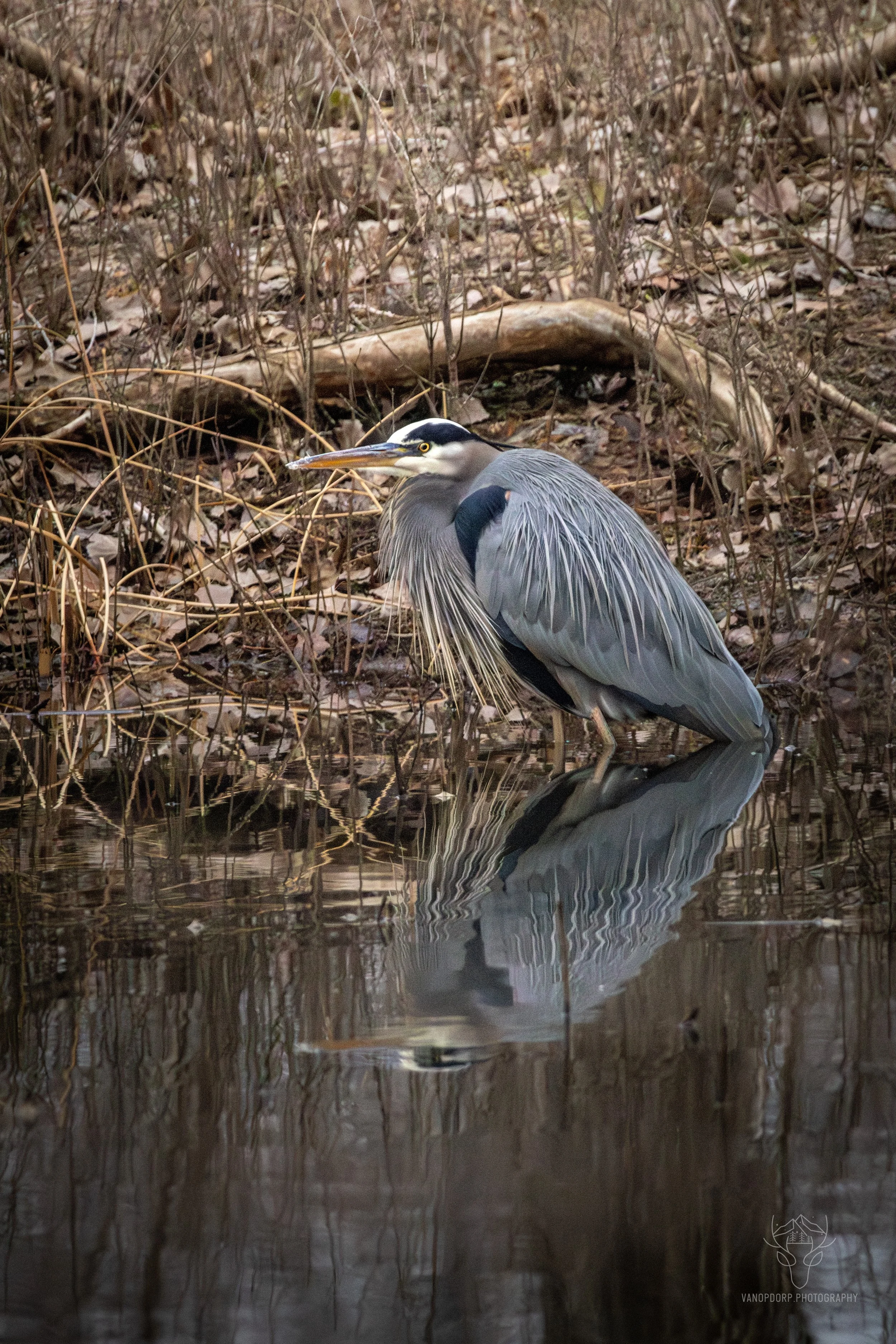 wildlife-24.jpg