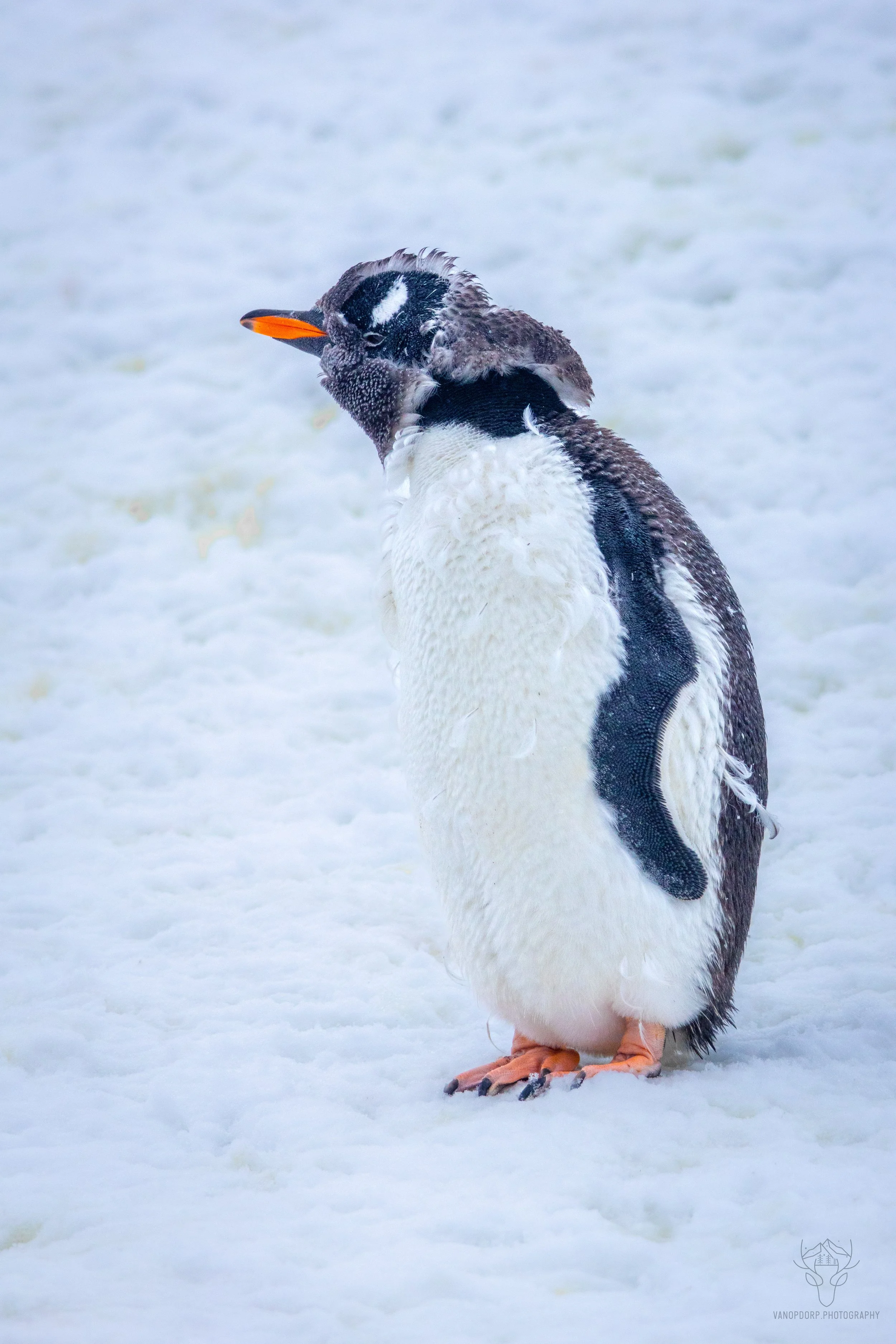 antarctica-08.jpg