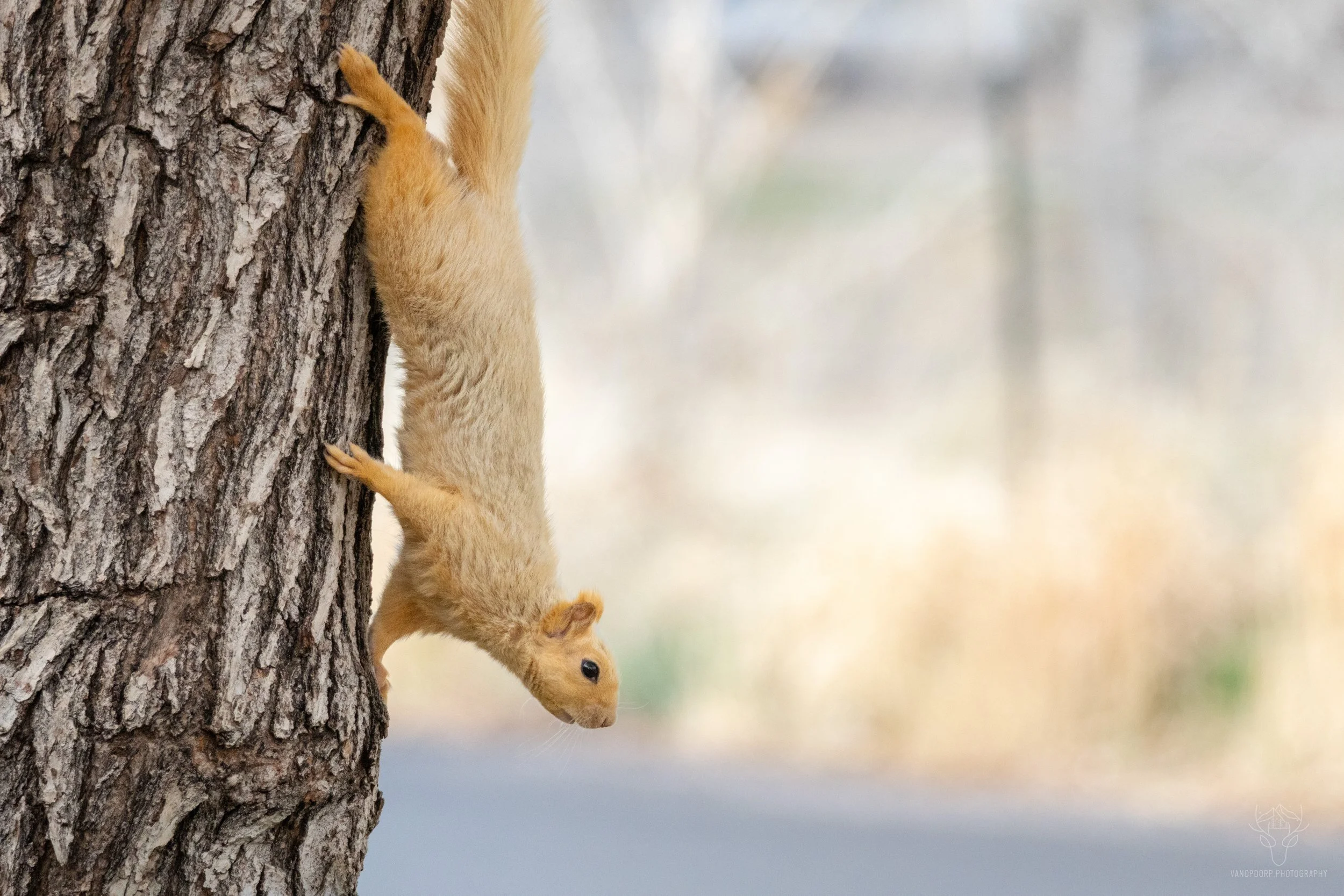 wildlife-17.jpg