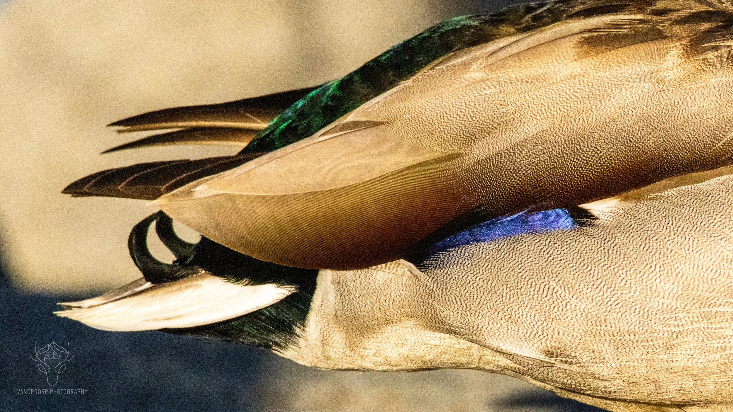 wildlife-41.jpg