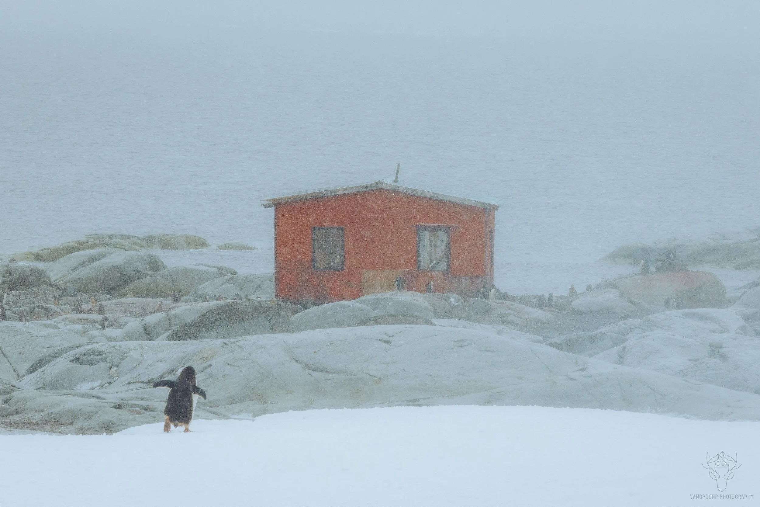 Penguin Hut