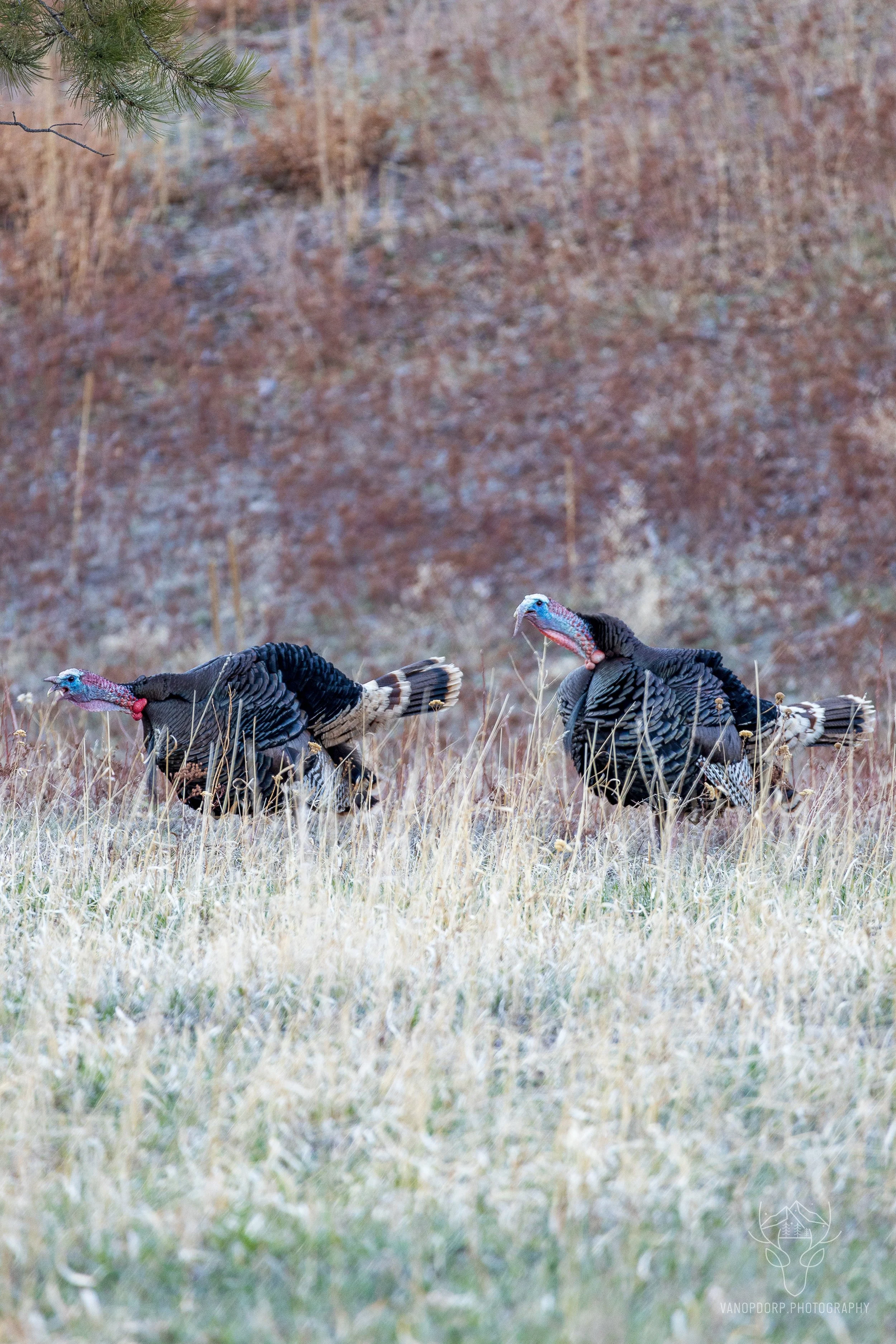 wildlife-03.jpg