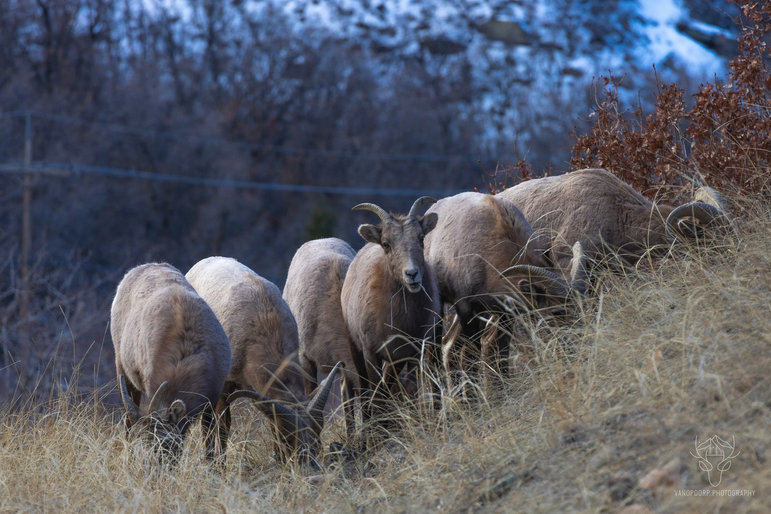 wildlife-05.jpg