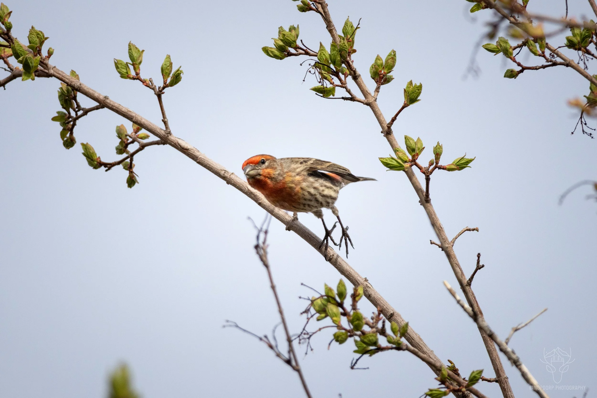wildlife-18.jpg