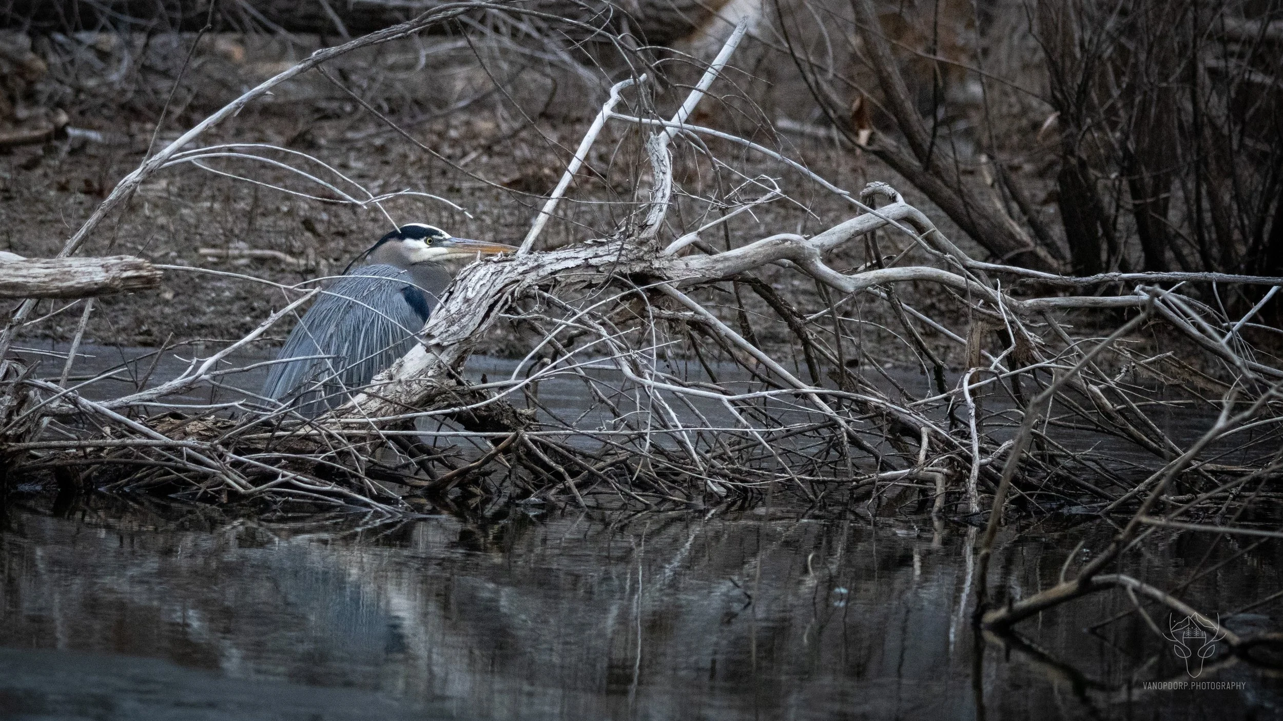 wildlife-23.jpg