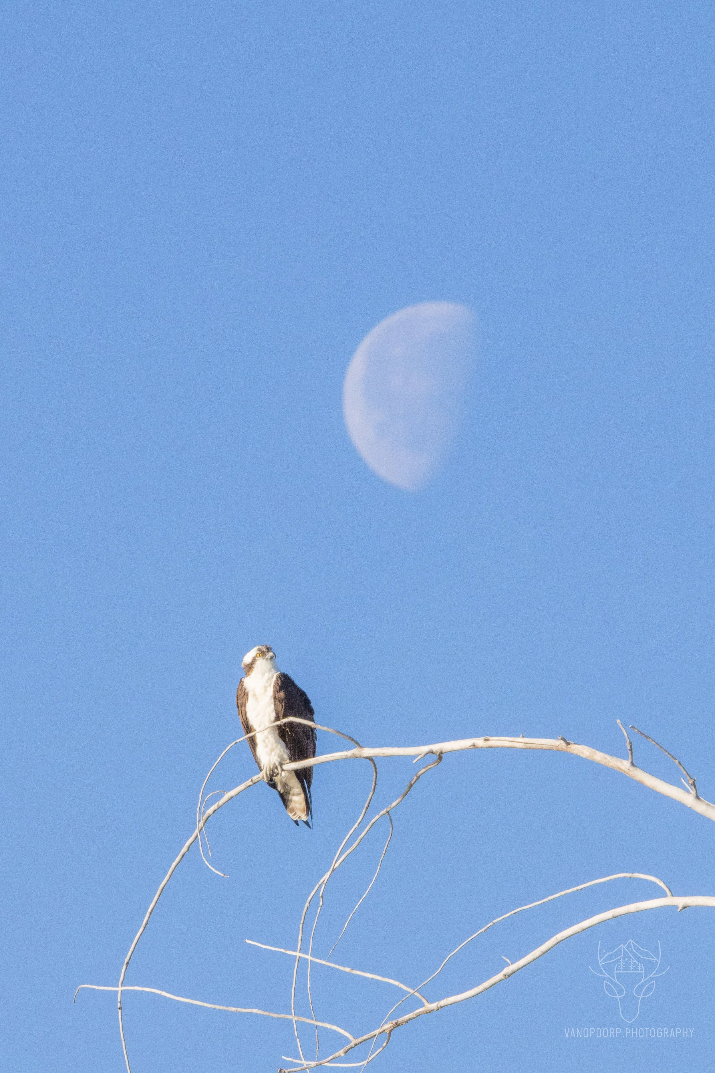 wildlife-12.jpg